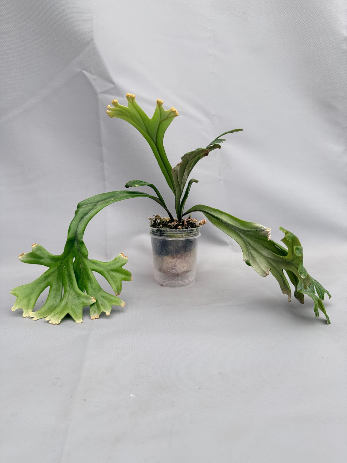 Polypodium Longifolia 02