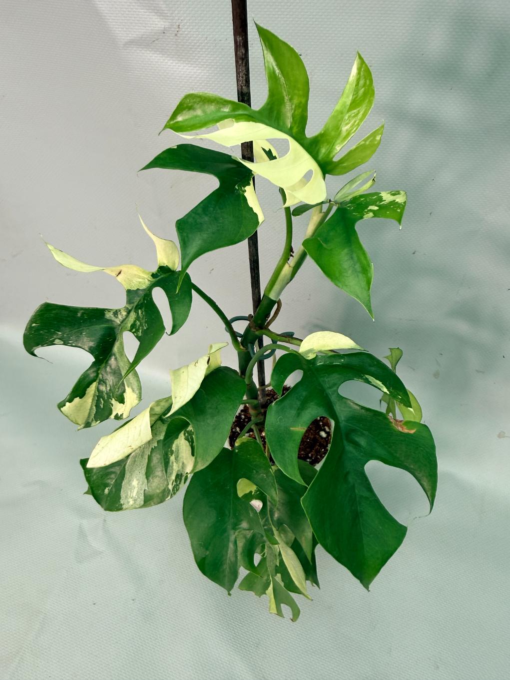 Rhaphidophora Tetrasperma variegata 02