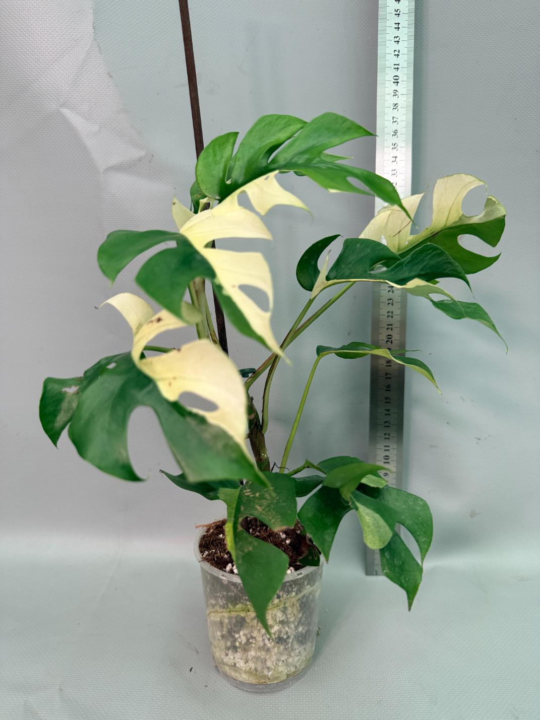 Rhaphidophora Tetrasperma variegata 01