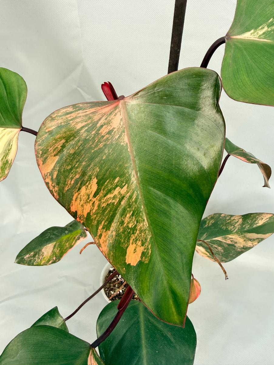 Philodendron Strawberry Shake variegata 02