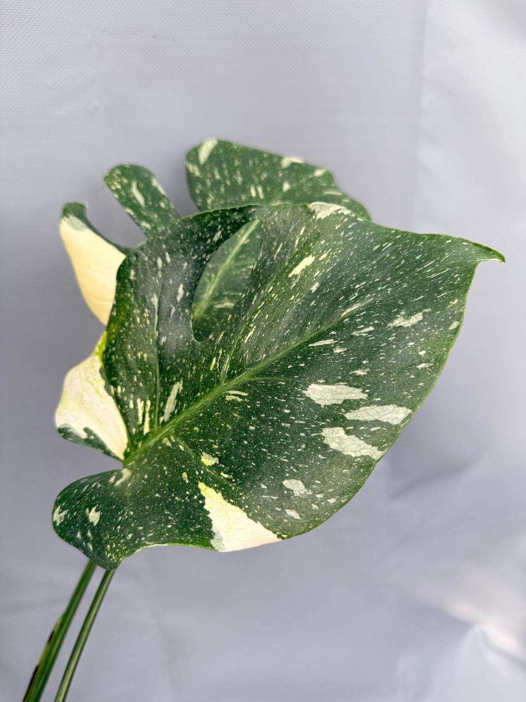 Monstera Thai Constellation XL 05