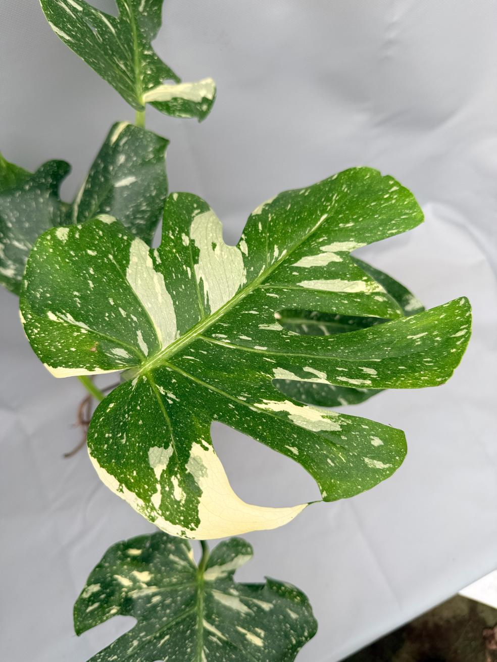 Monstera Thai Constellation XL 08