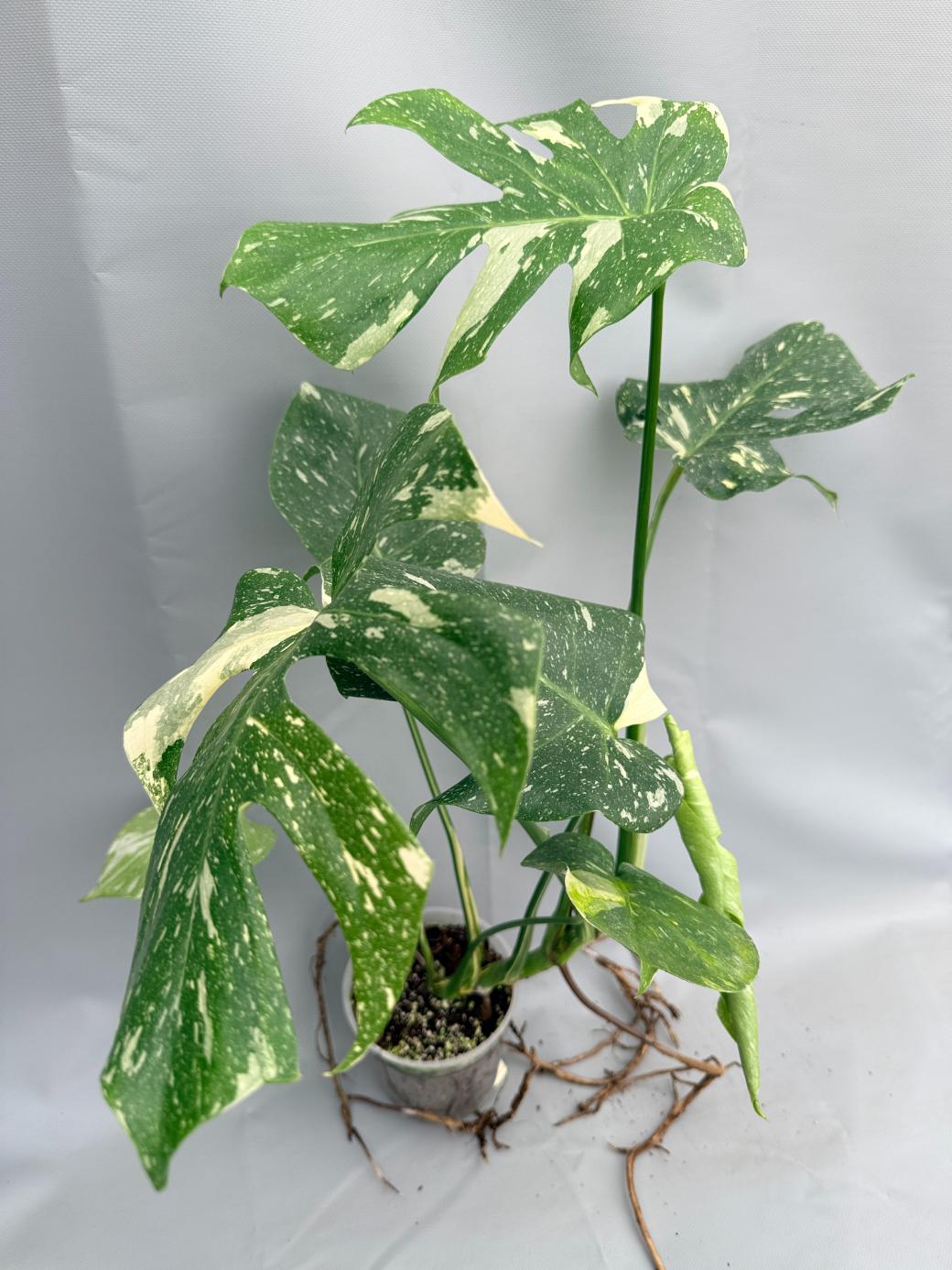 monstera thai constellation plant for sale Large Monstera thai constellation