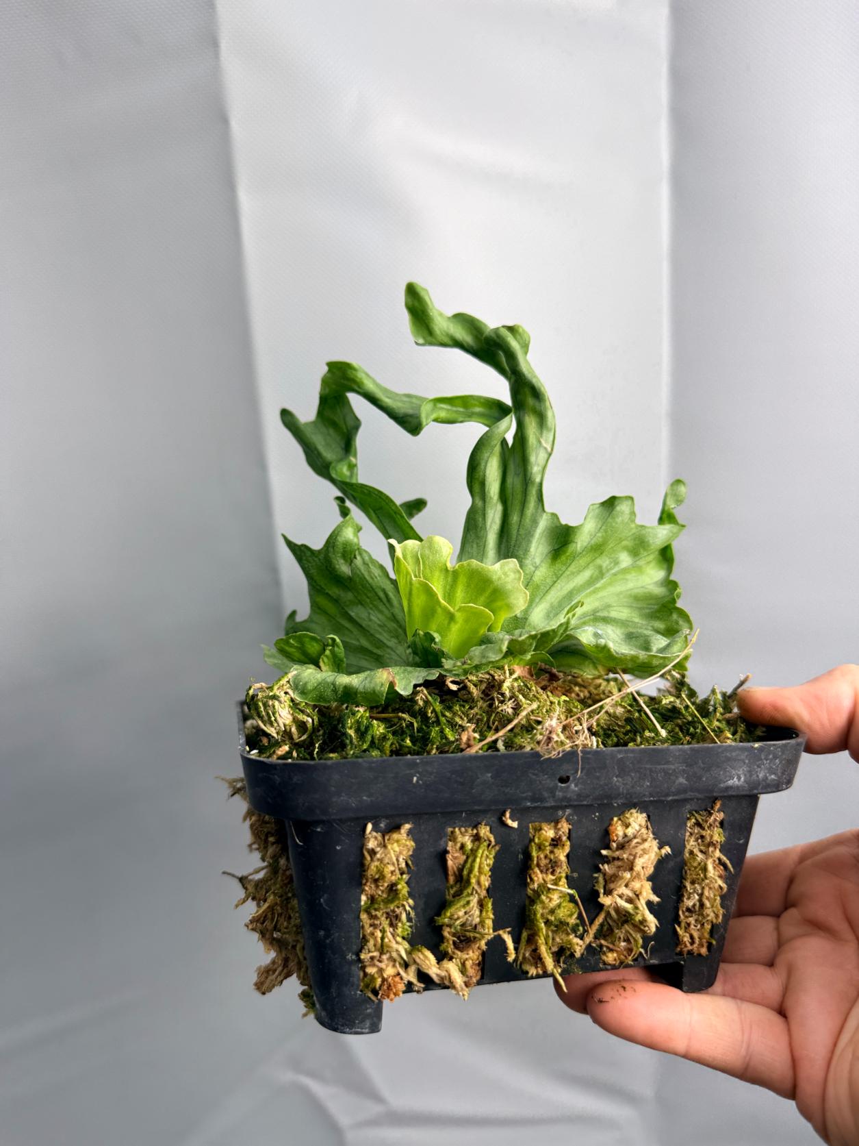 Platycerium Wandae Dwarf & Curling