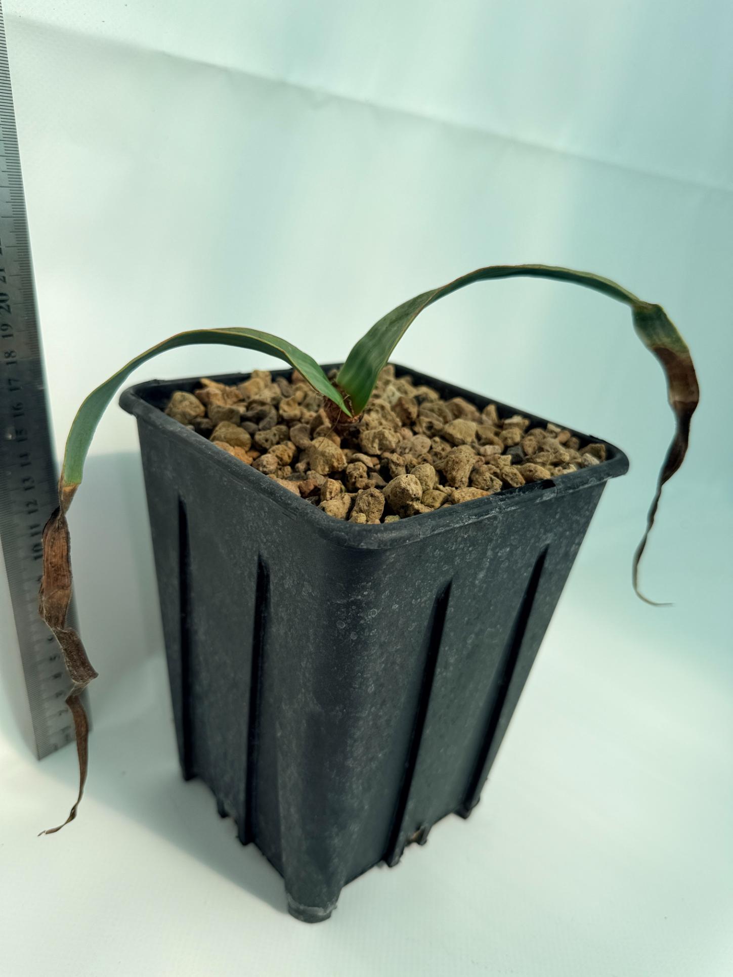 Welwitschia Mirabilis | Welovetropicalplants