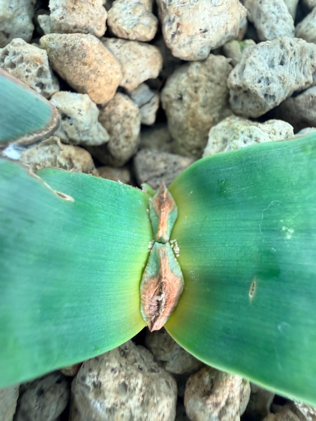 Welwitschia Mirabilis 2