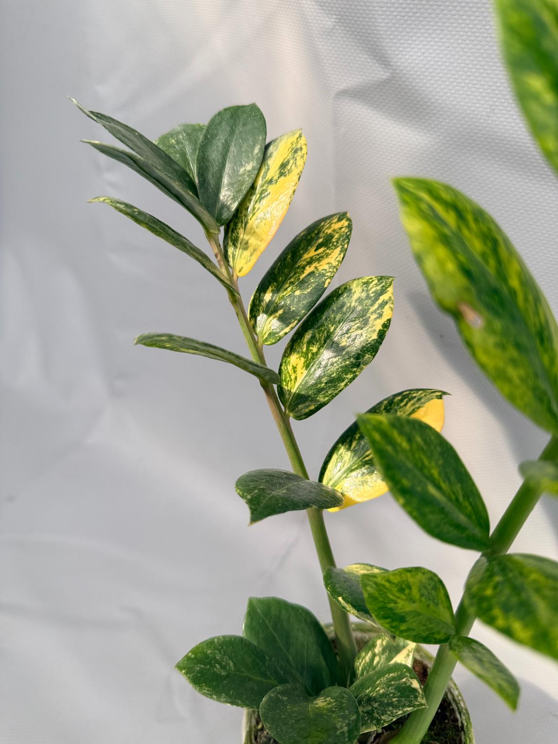 Zamiokulcas Zamiifolia Variegata