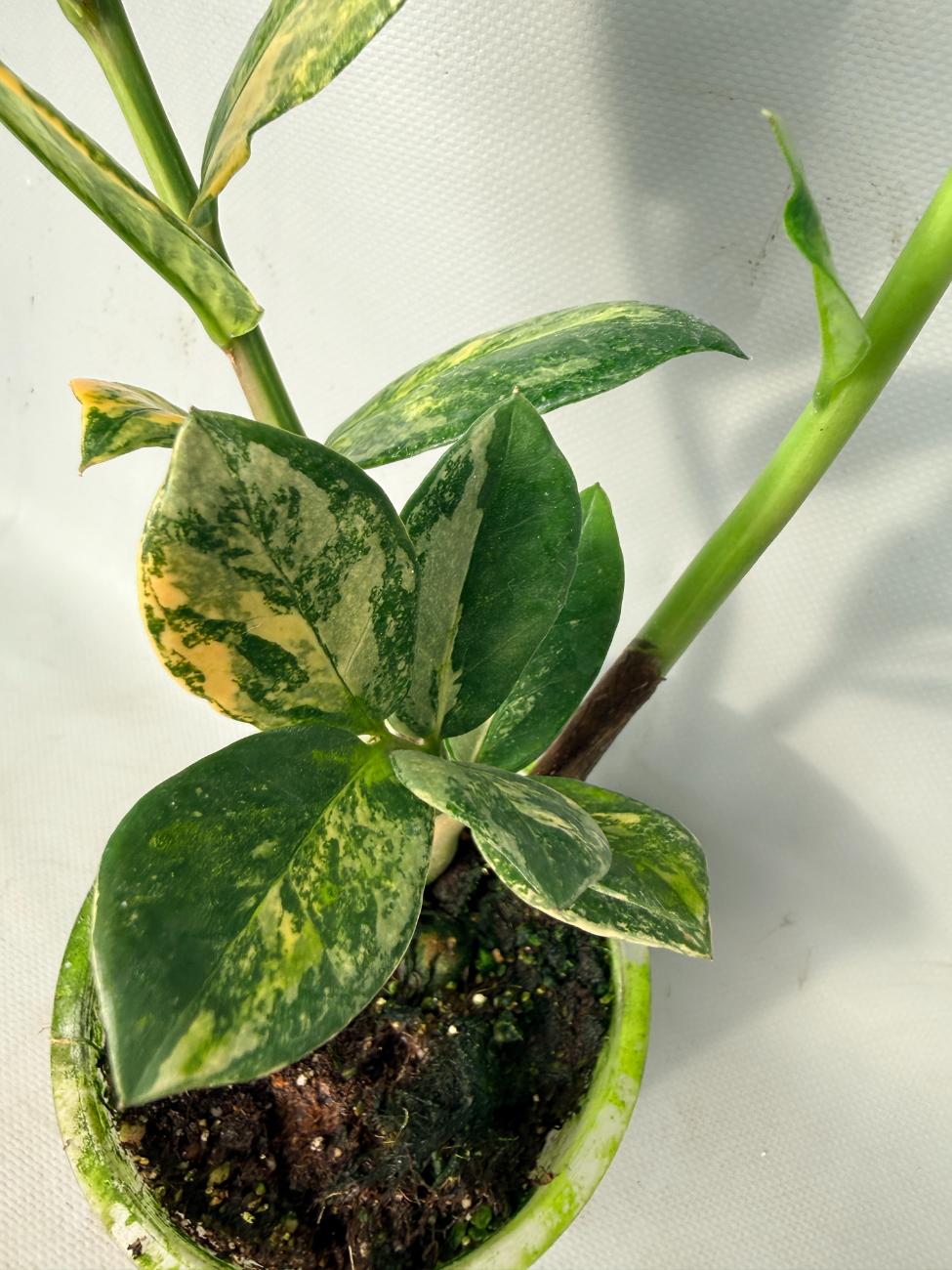 Zamiokulcas Zamiifolia Variegata 02