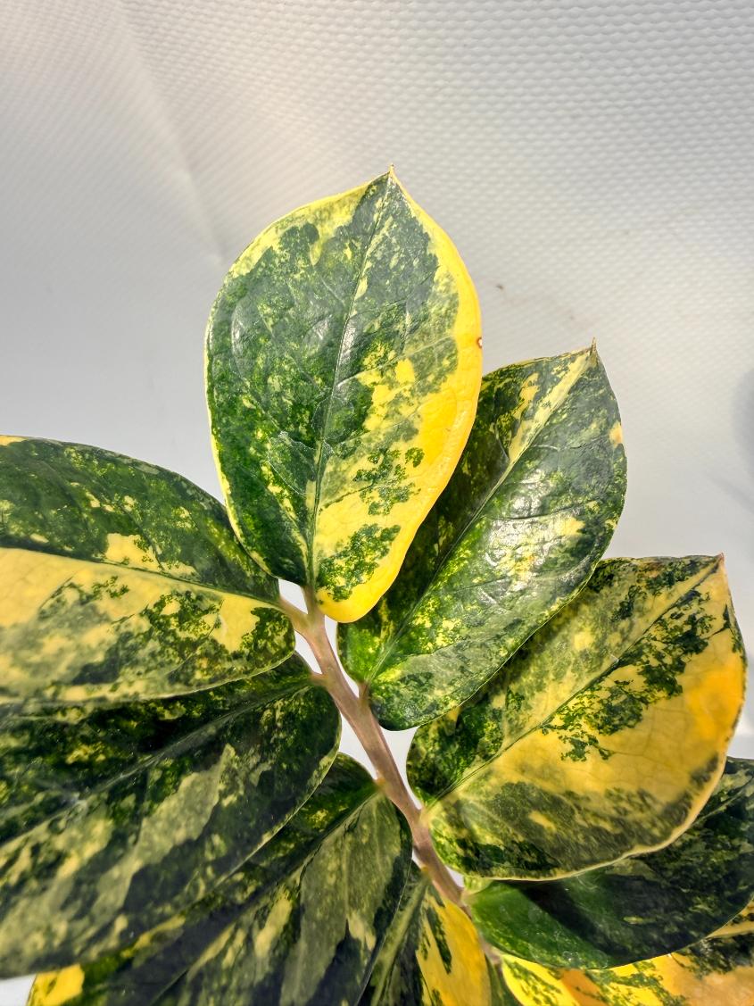 Zamiokulcas Zamiifolia Variegata