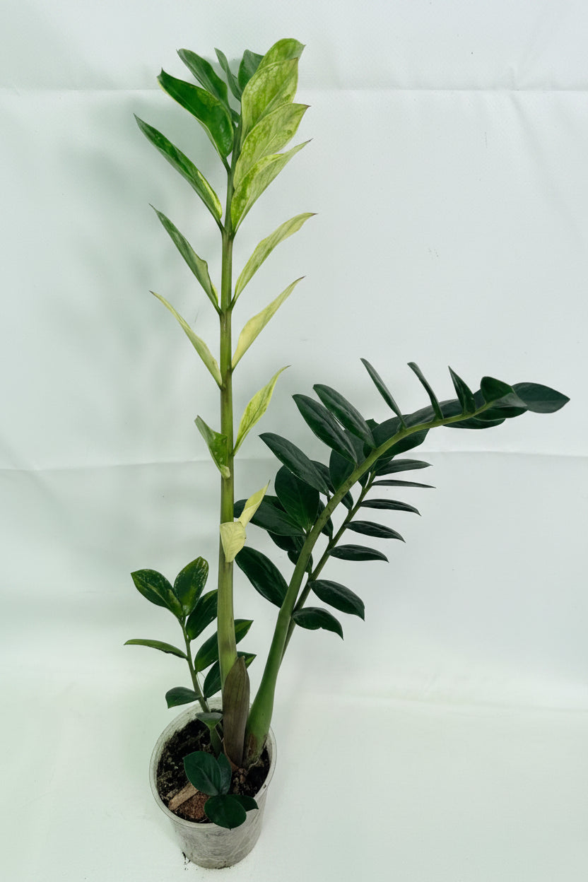 Zamiokulcas_Zamiifolia_Variegata_01