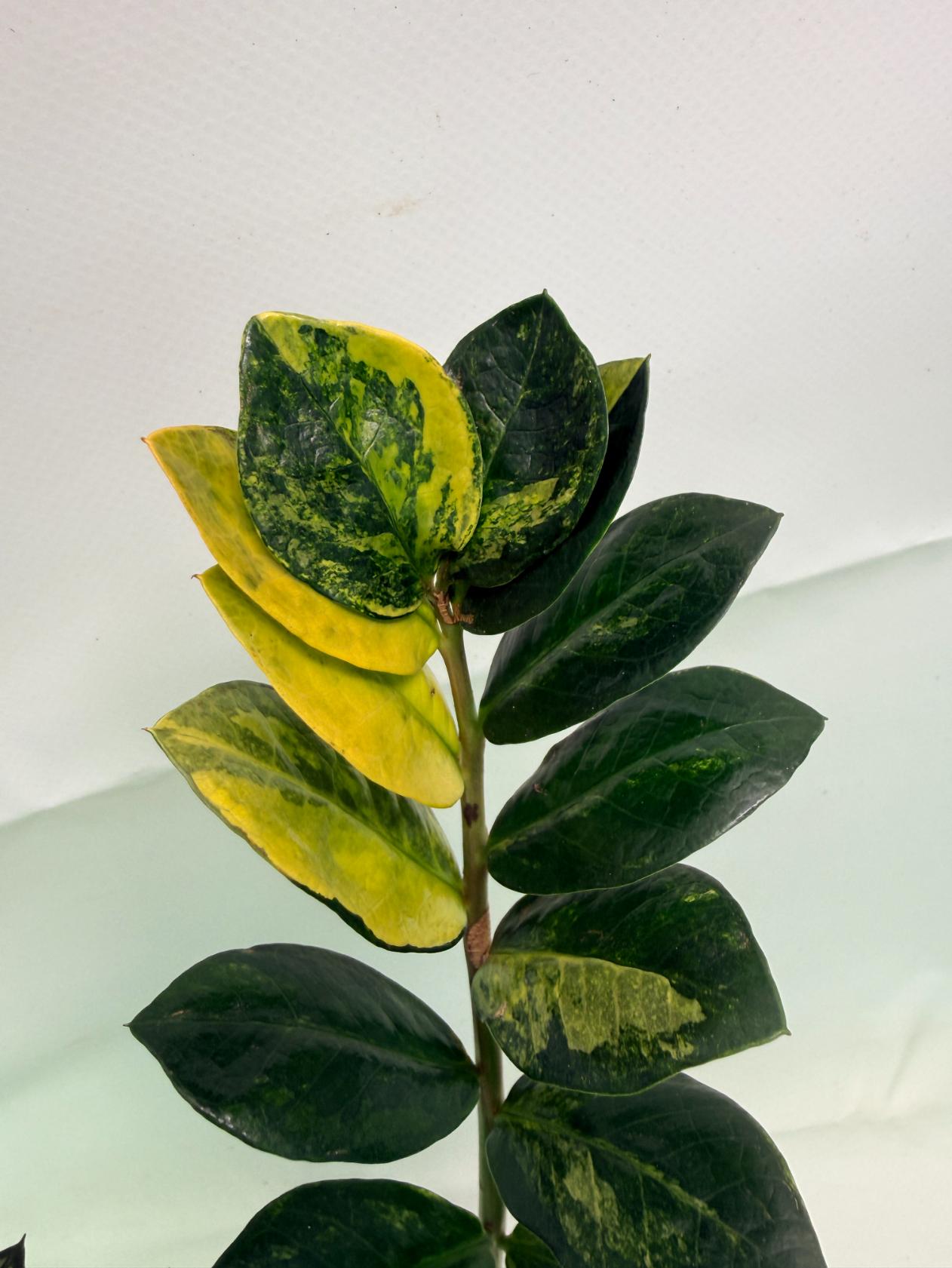 Zamiokulcas_Zamiifolia_Variegata_02