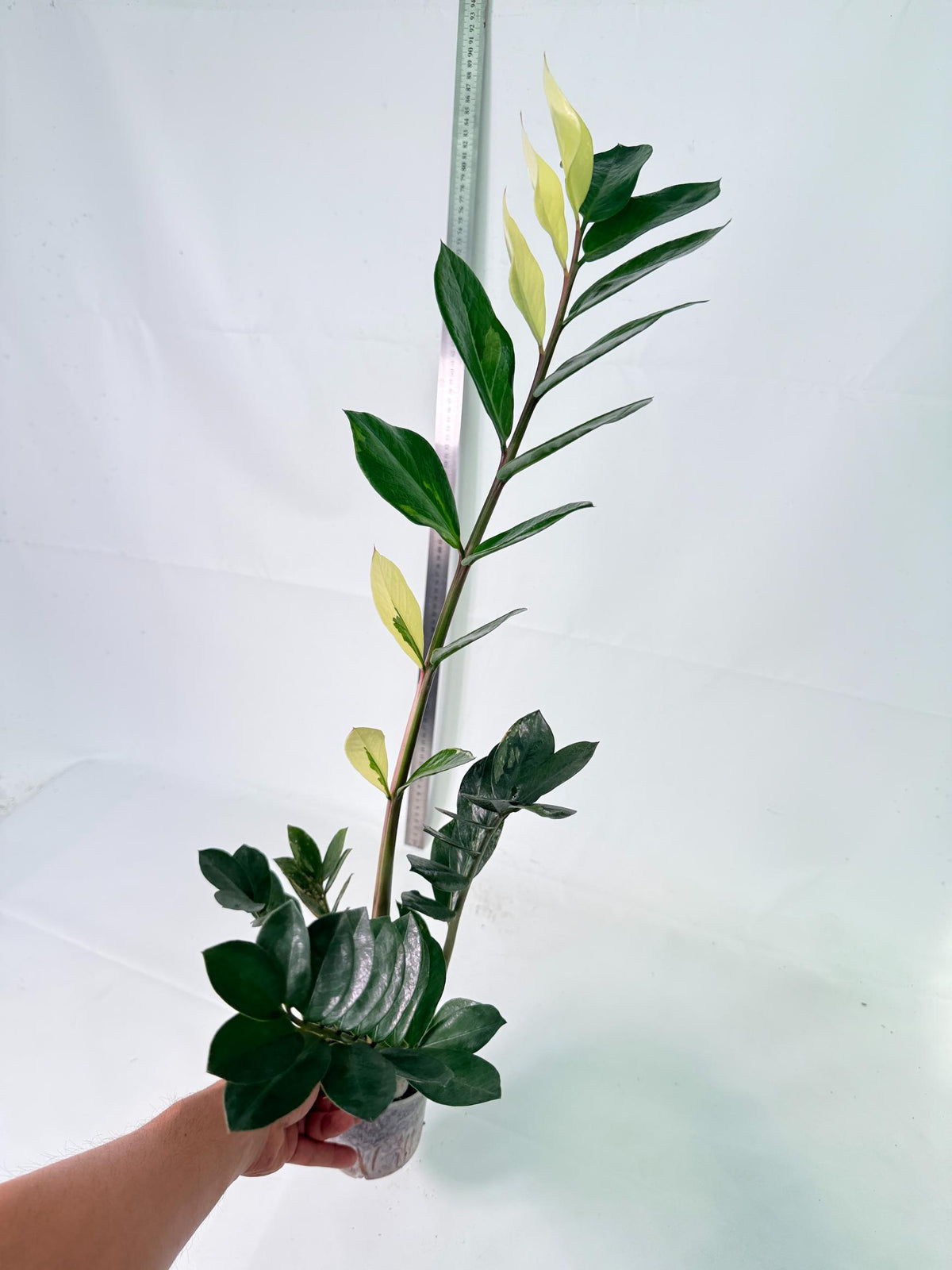 Zamiokulcas Zamiifolia Variegata 2