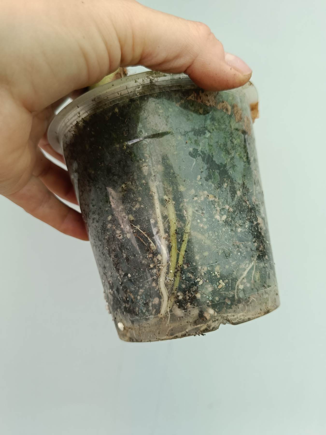 Alocasia Frydek Variegata