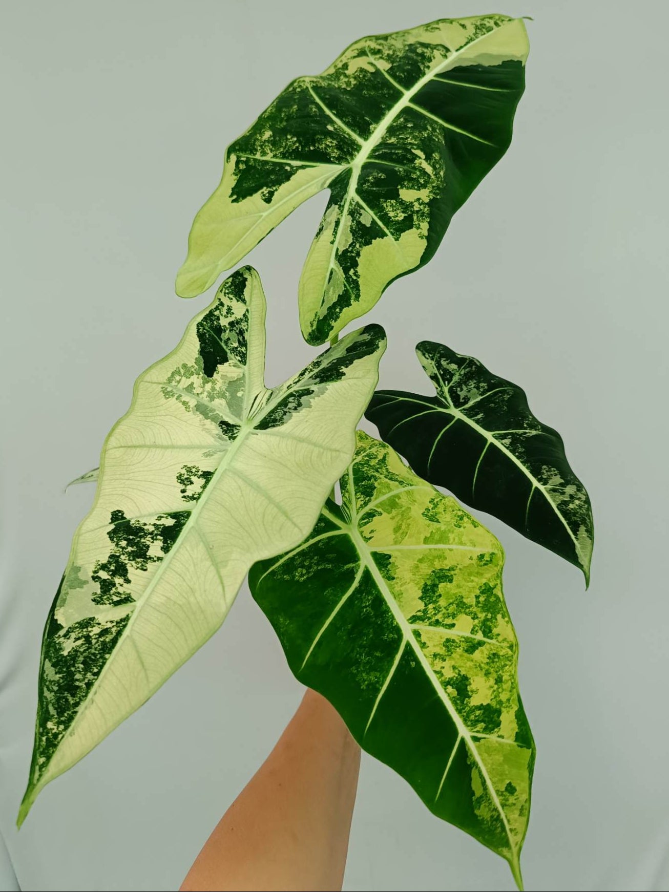 Alocasia Frydek Variegata