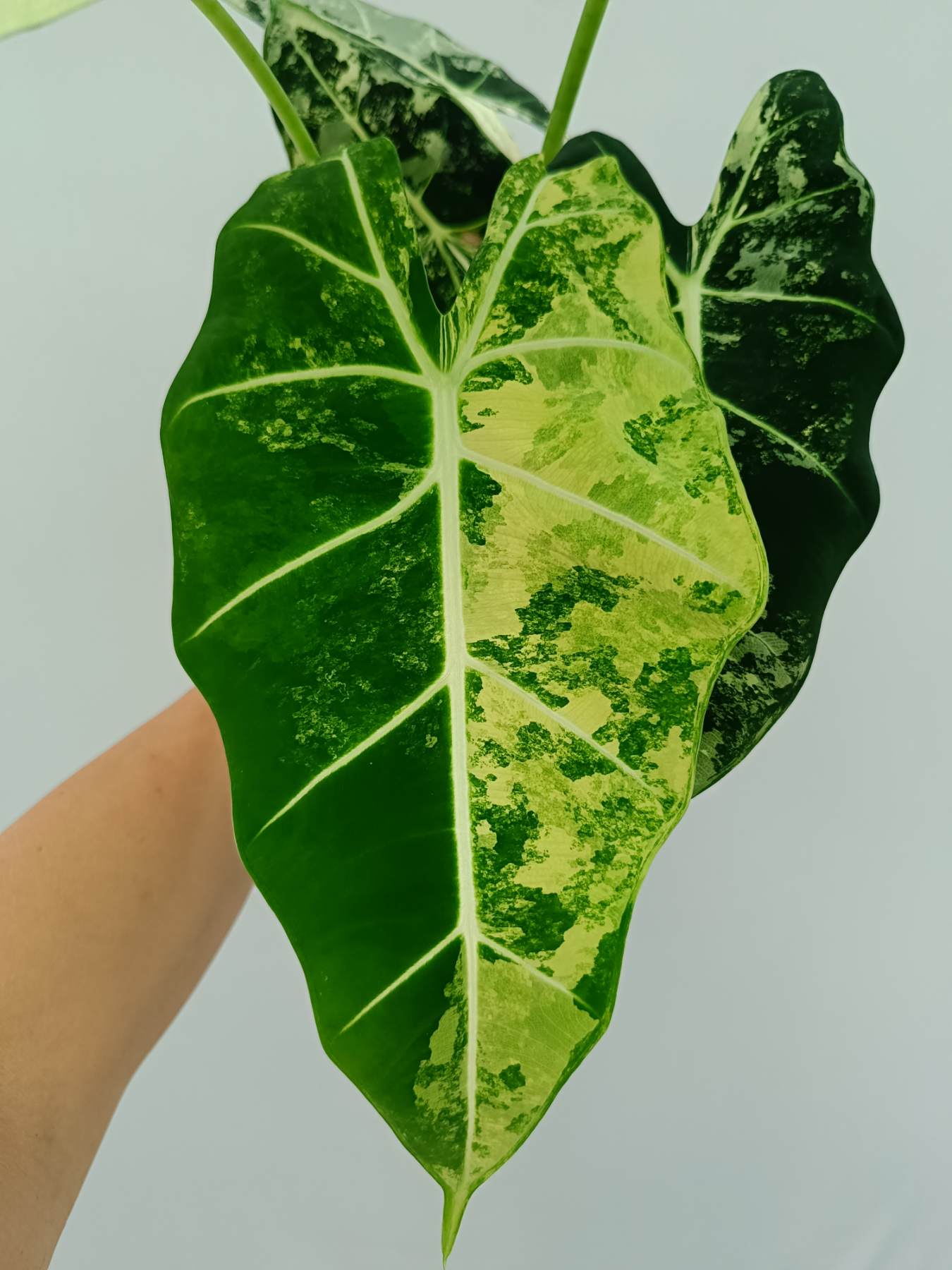 Alocasia Frydek Variegata