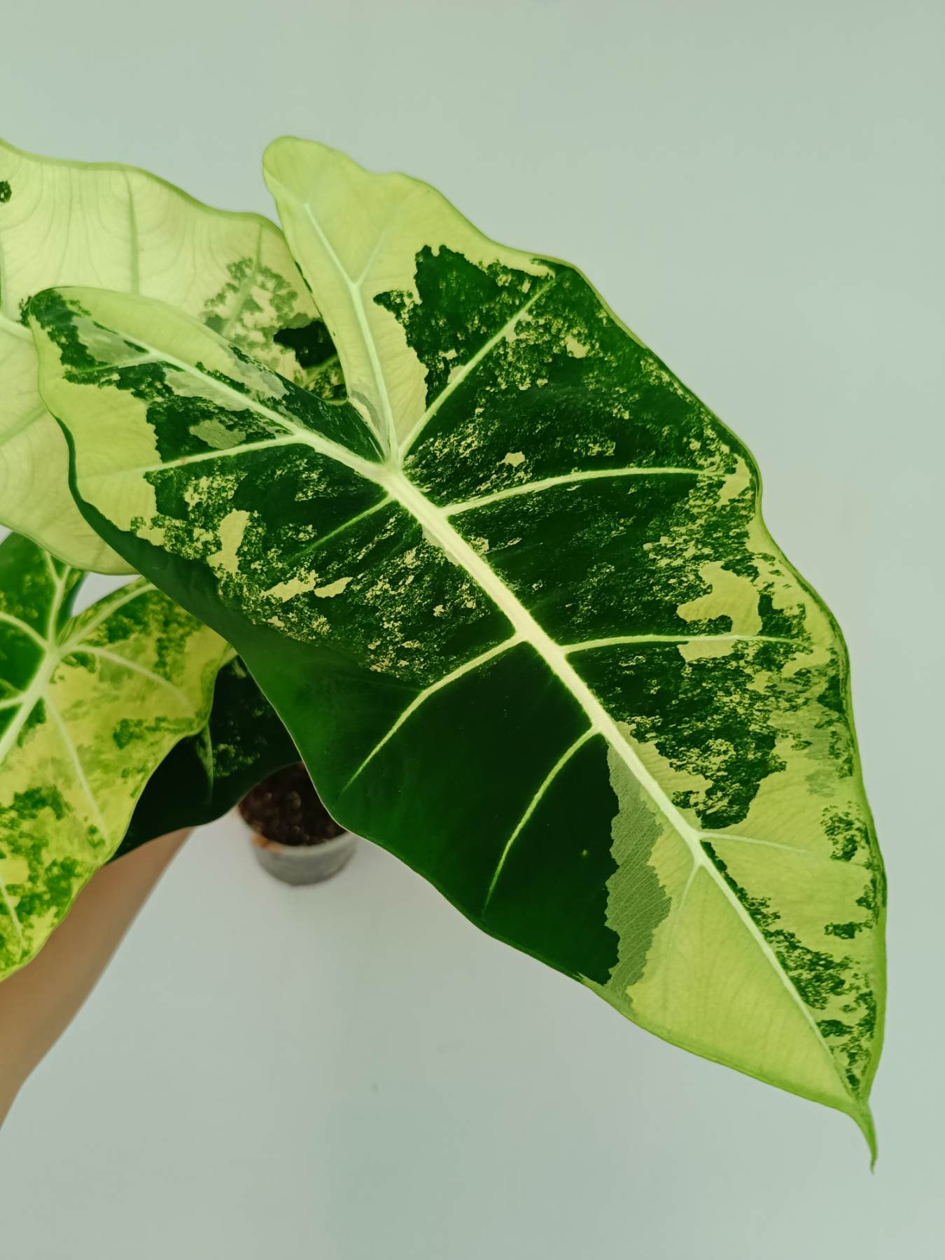 Alocasia Frydek Variegata