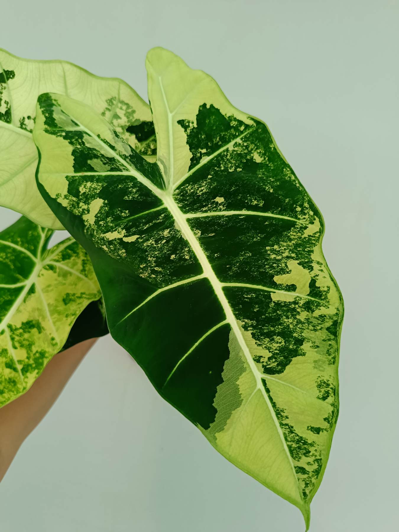 Alocasia Frydek Variegata