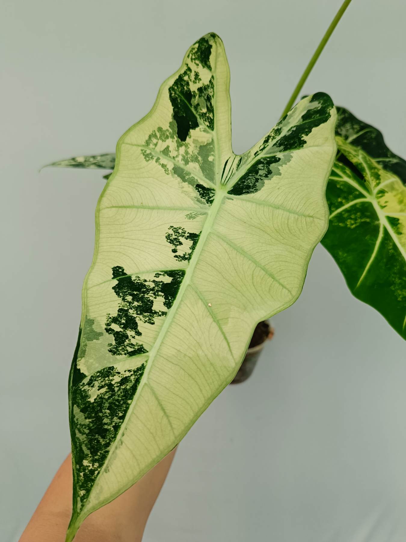 Alocasia Frydek Variegata