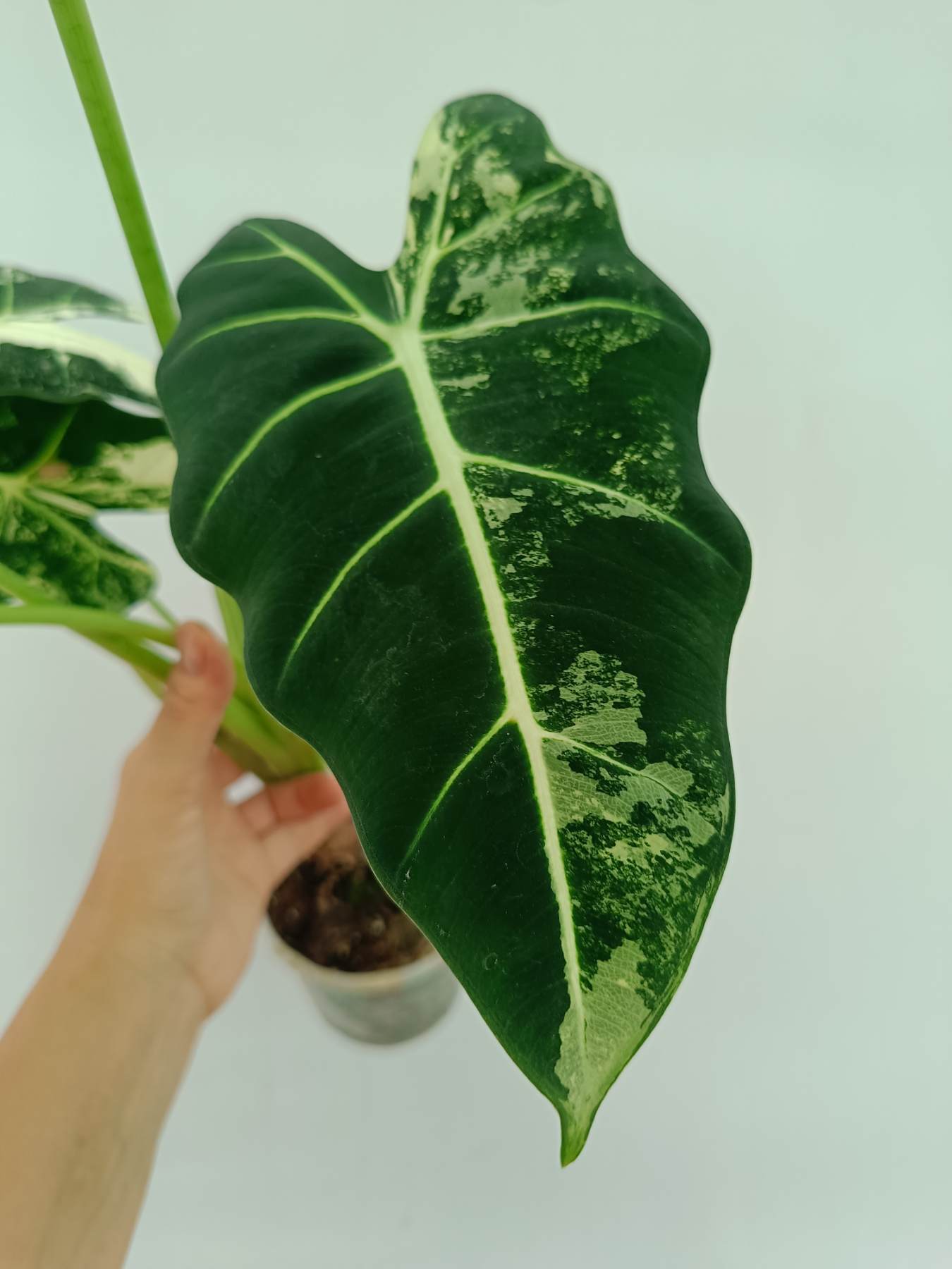 Alocasia Frydek Variegata