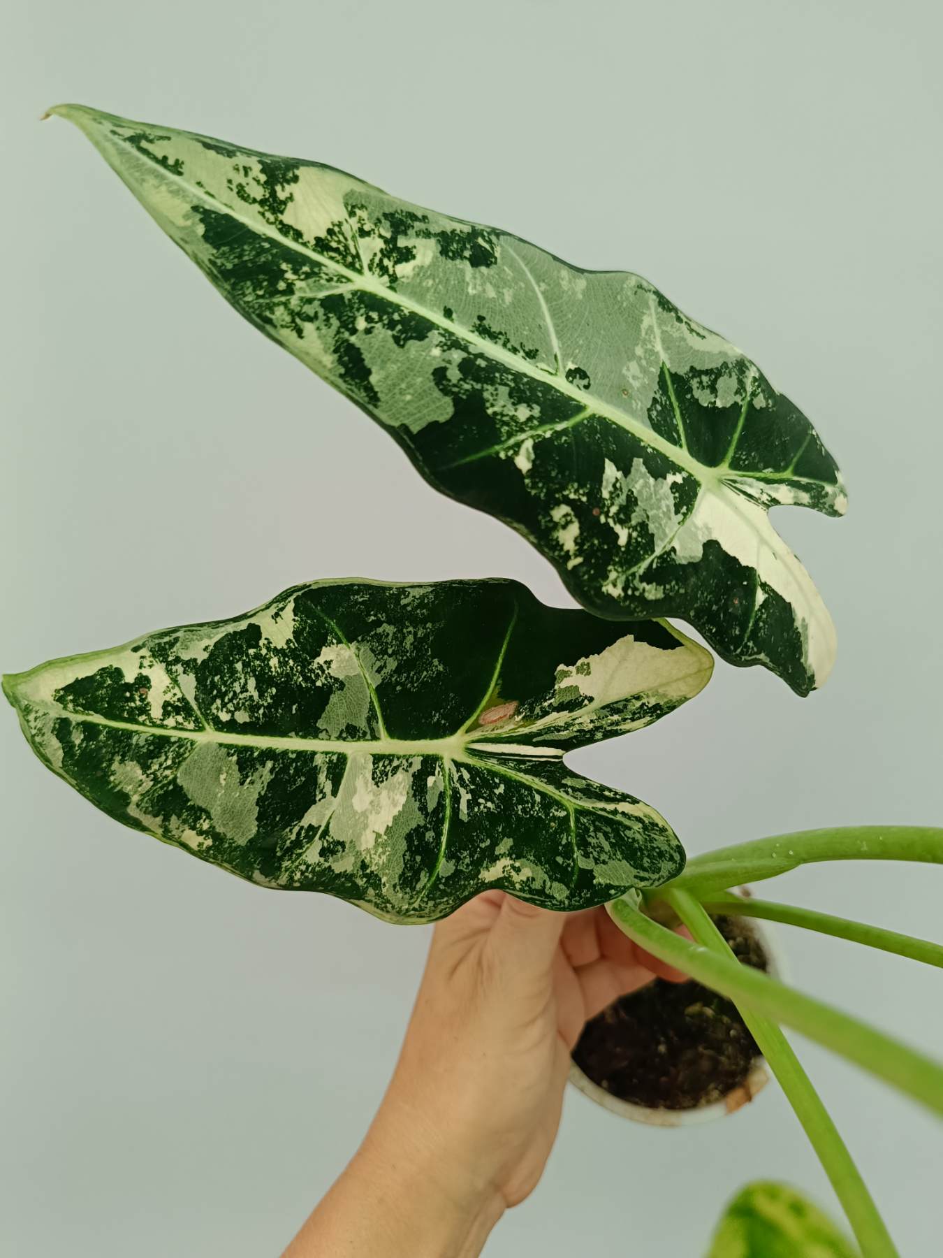 Alocasia Frydek Variegata