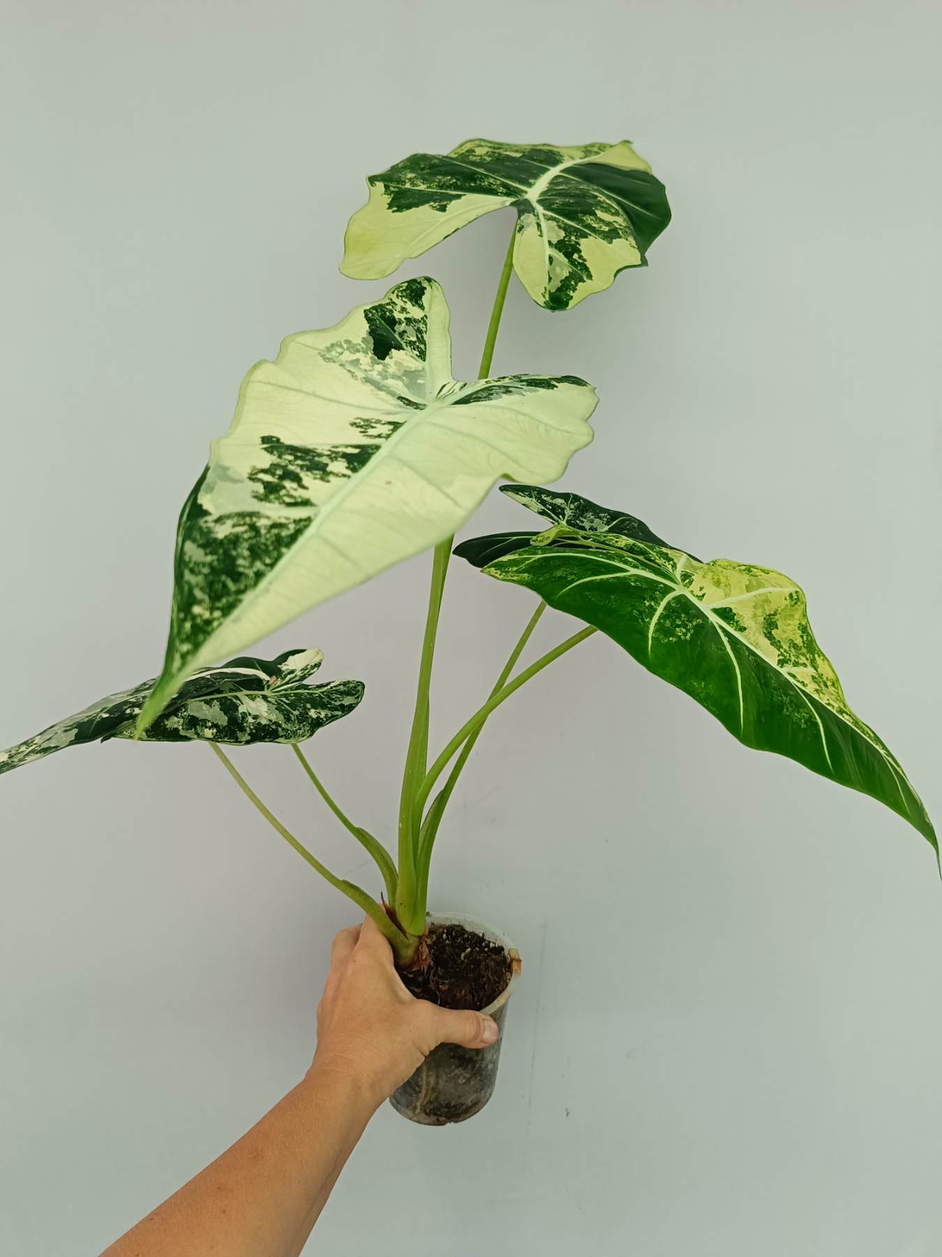 Alocasia Frydek Variegata