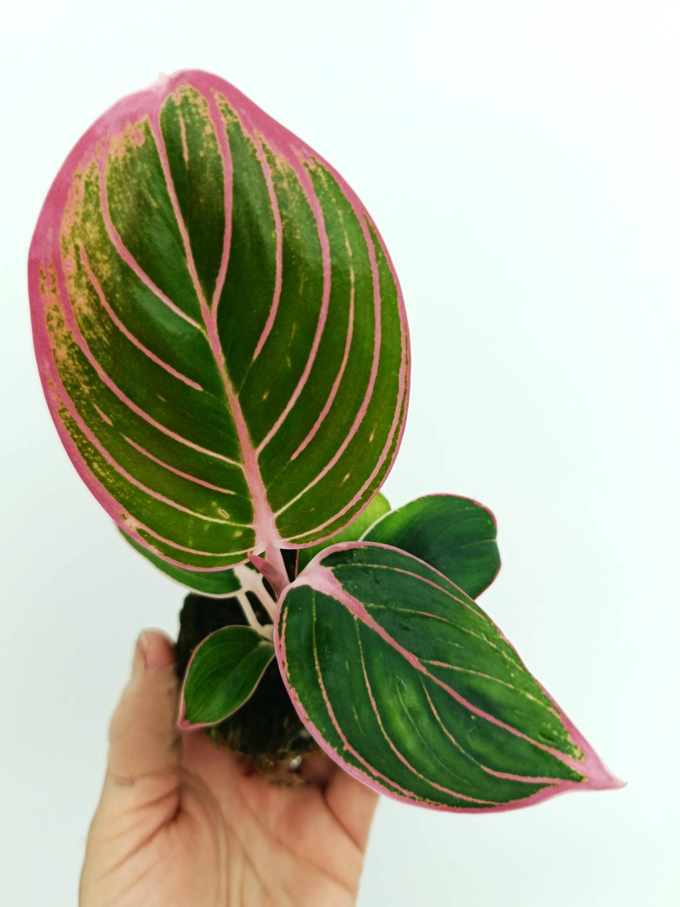 lotus indoor plant Aglaonema lotus delight
