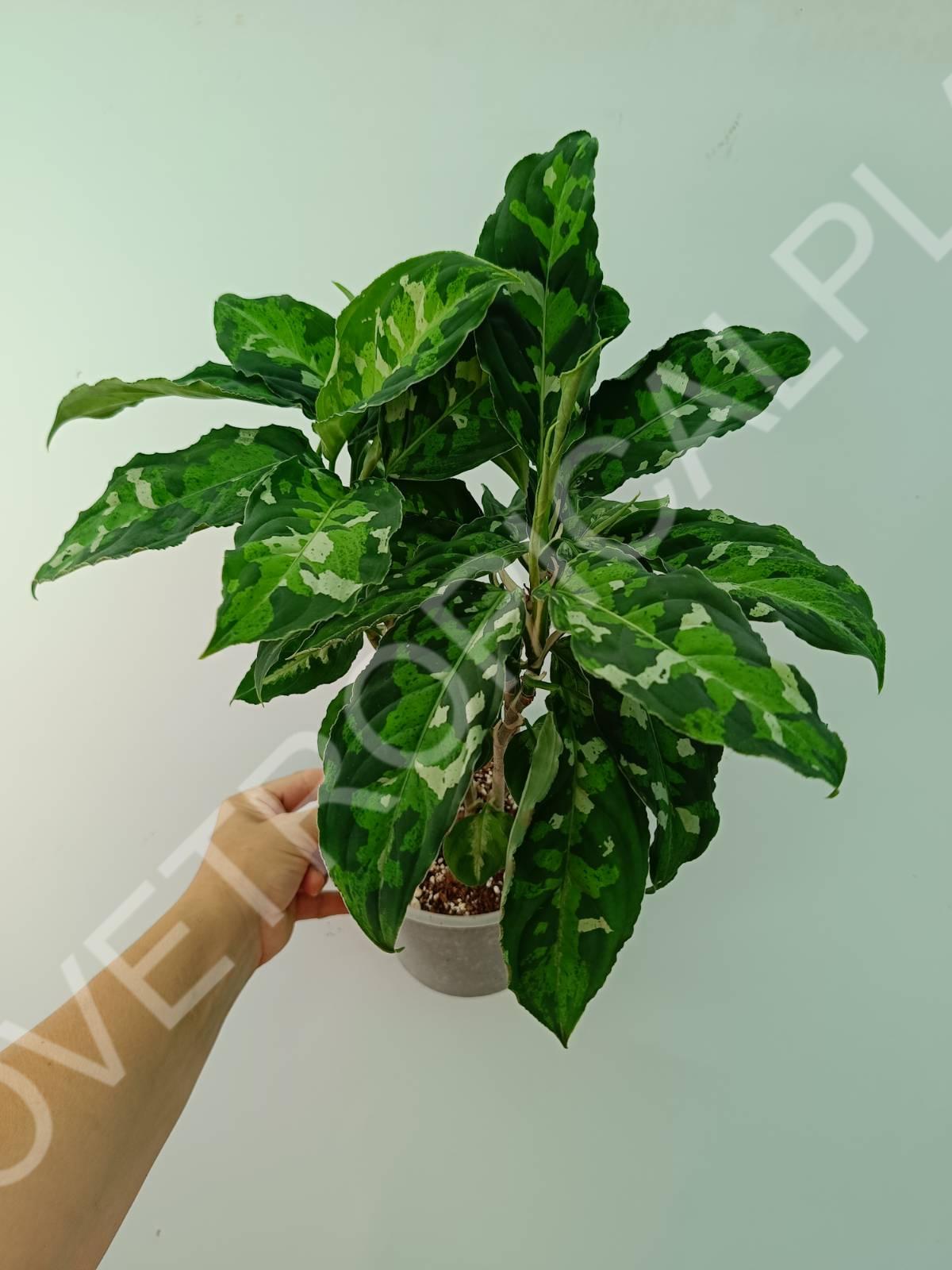 aglaonema pictum tricolor price Aglaonema pictum tricolor XXL