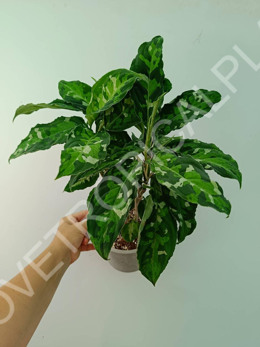 Aglaonema pictum tricolor XL