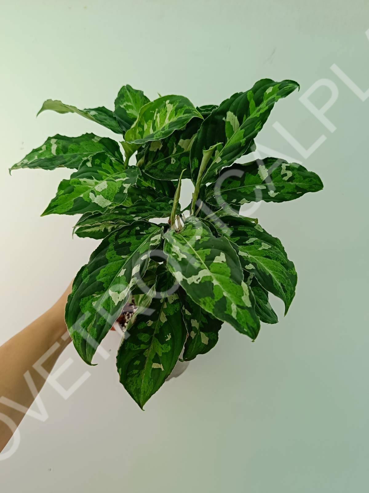 Aglaonema pictum tricolor