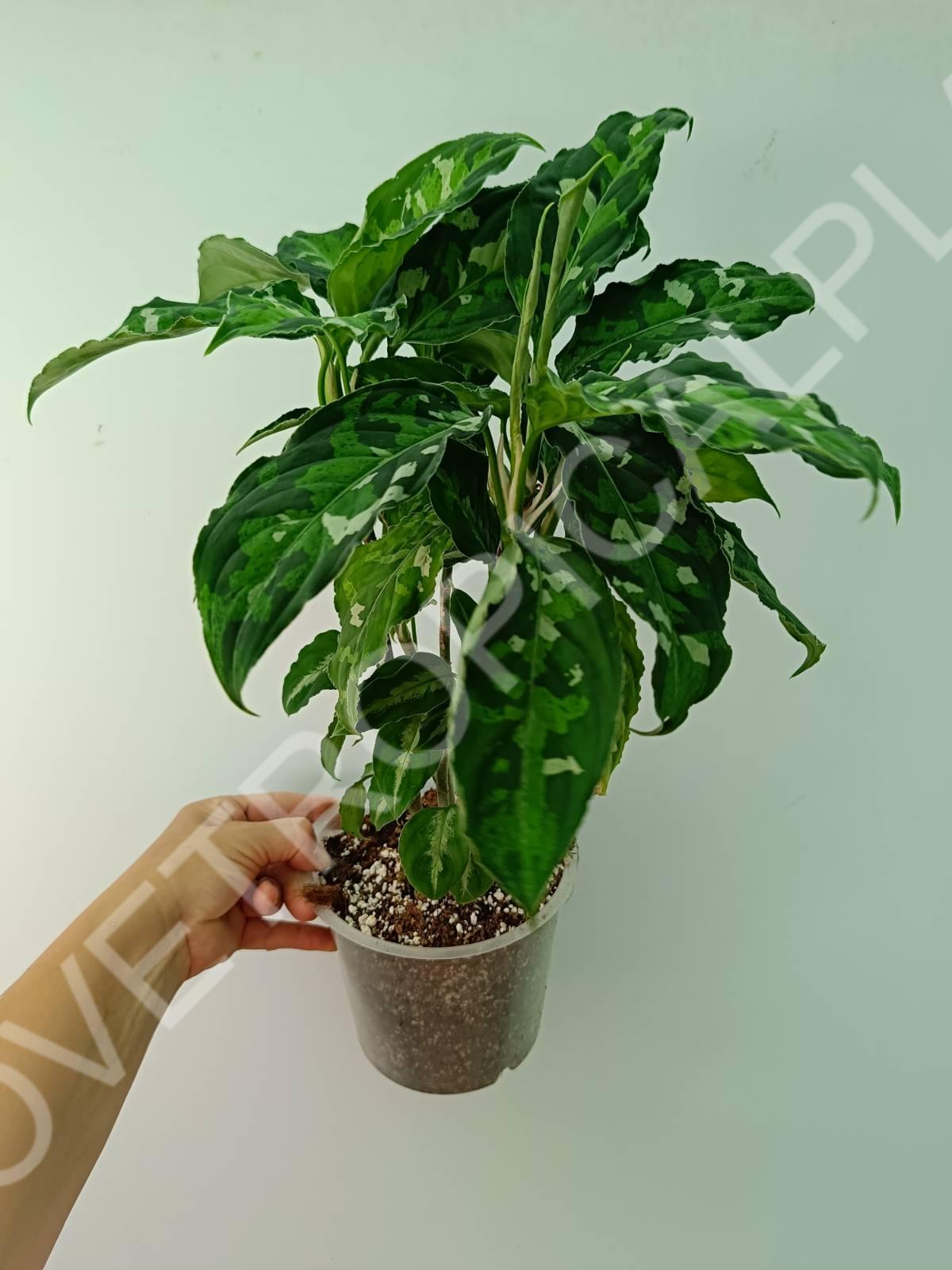 Aglaonema pictum tricolor
