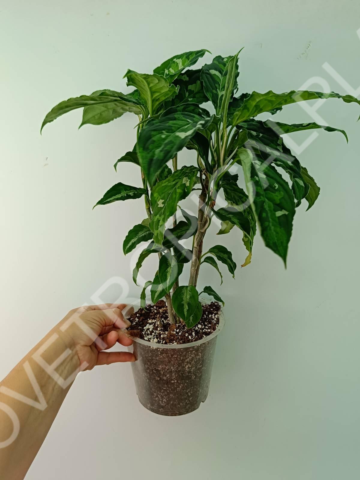 Aglaonema pictum tricolor