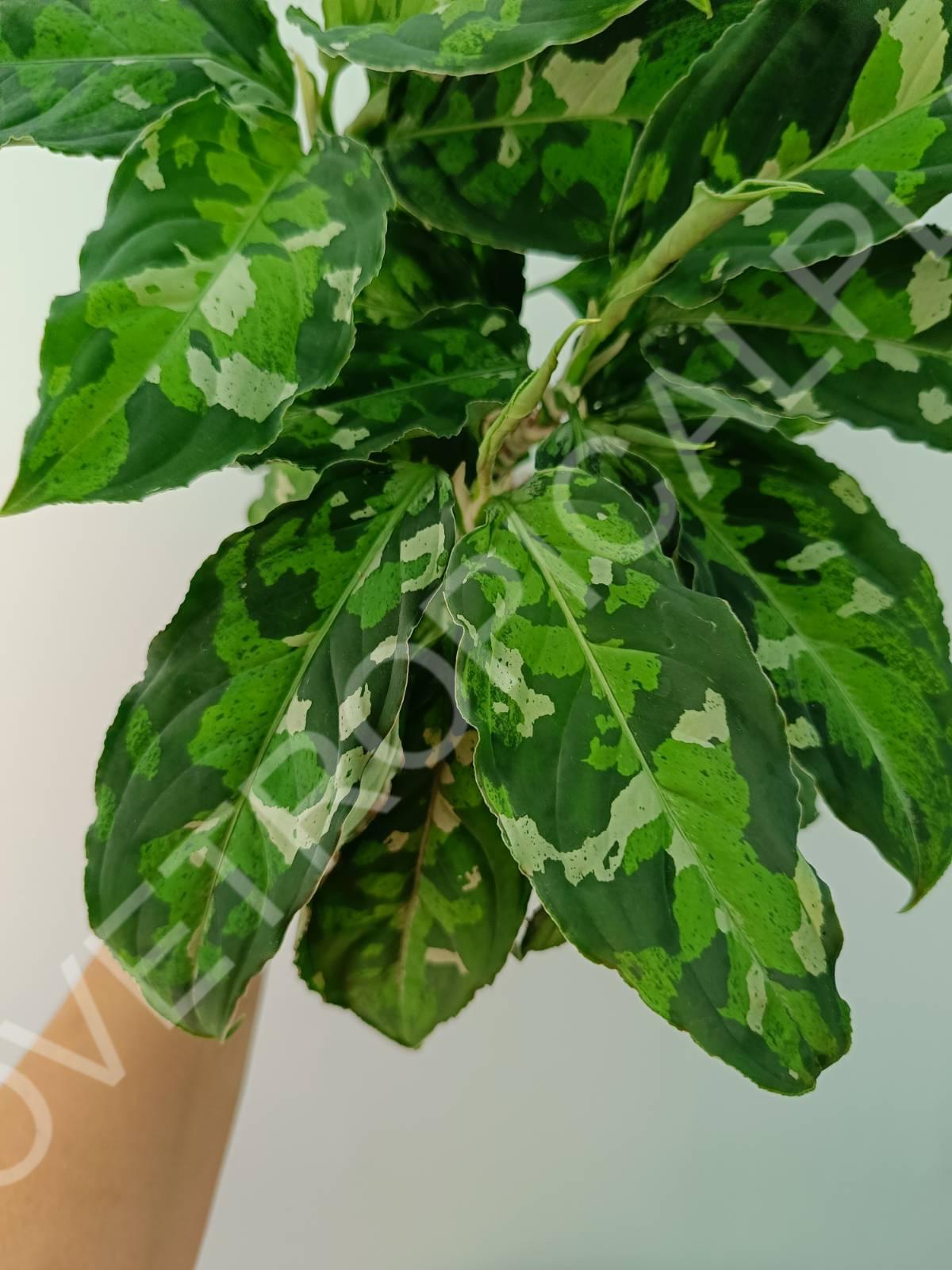 Aglaonema pictum tricolor