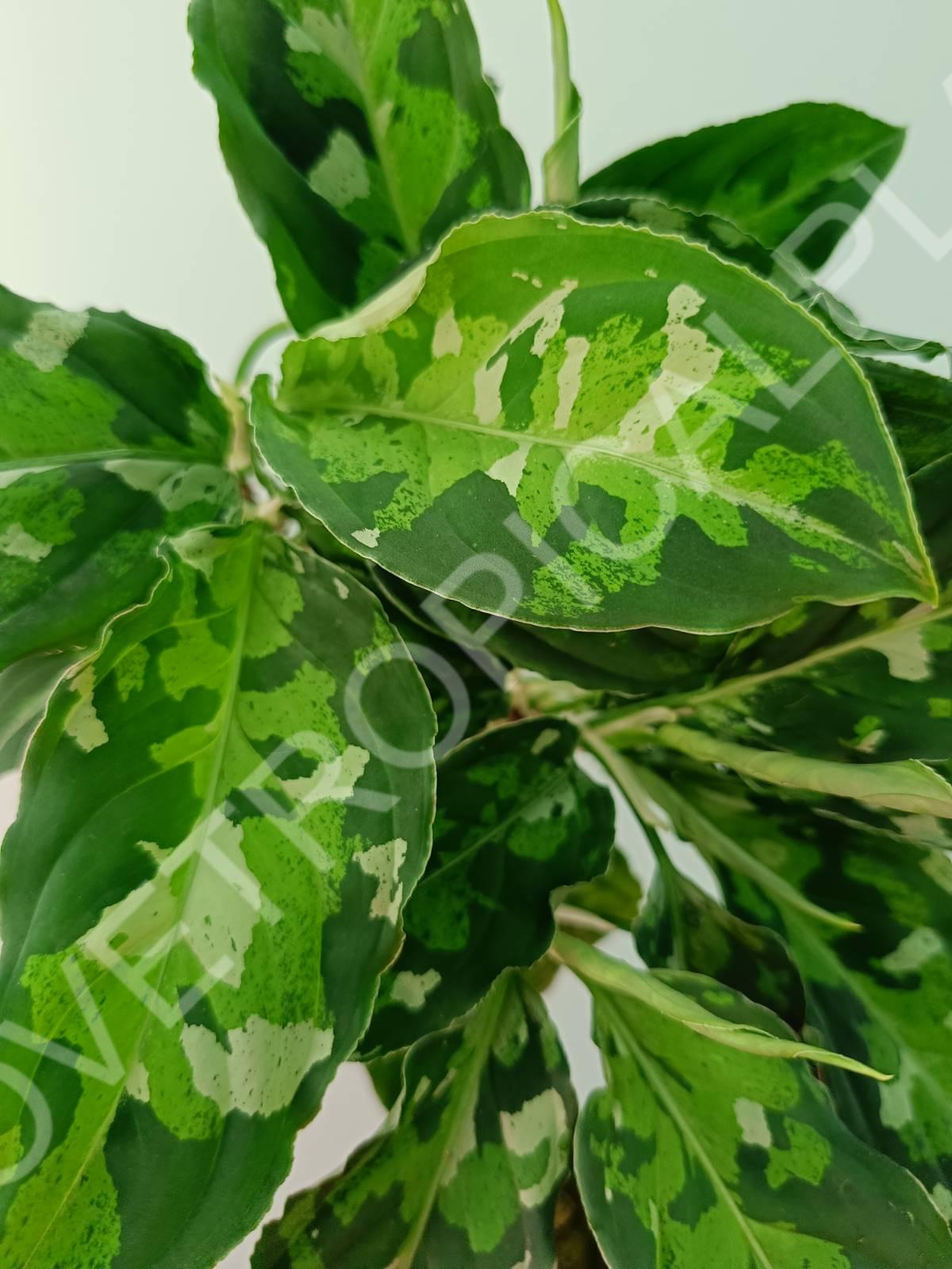 Aglaonema pictum tricolor