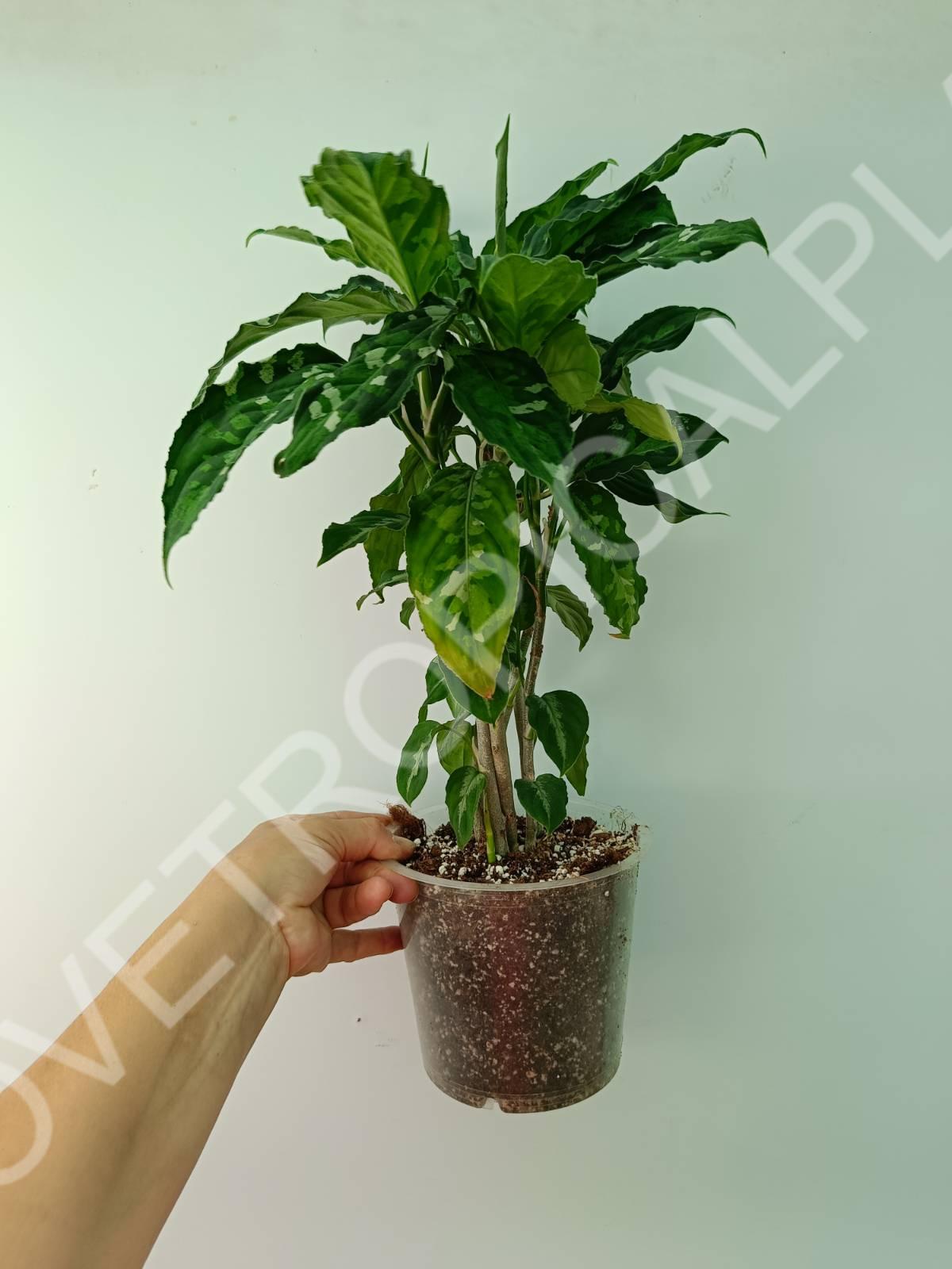 Aglaonema pictum tricolor