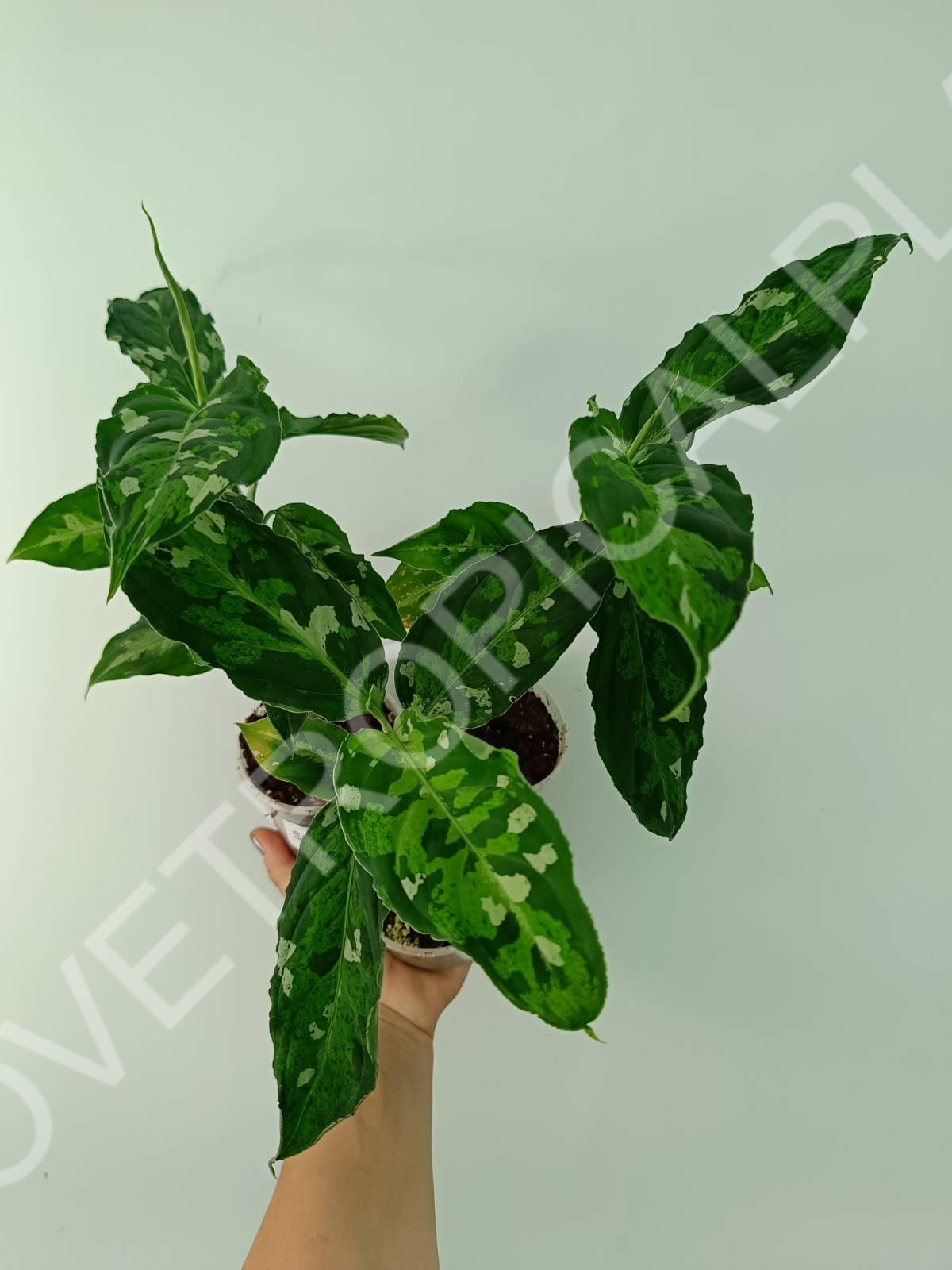 aglaonema pictum tricolor plant Aglaonema pictum tricolor (young plant)