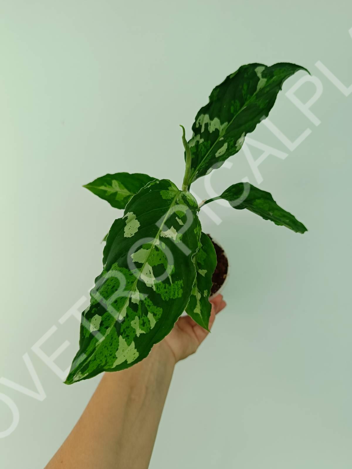 Aglaonema pictum tricolor