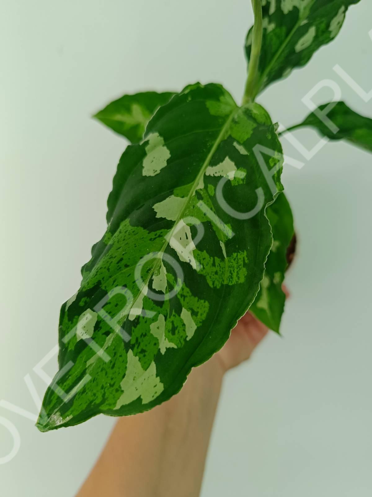 Aglaonema pictum tricolor