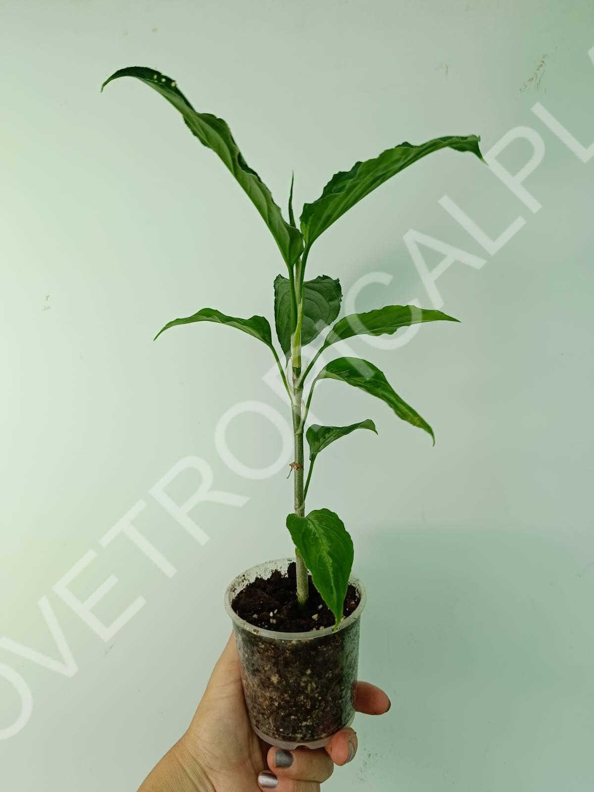 Aglaonema pictum tricolor