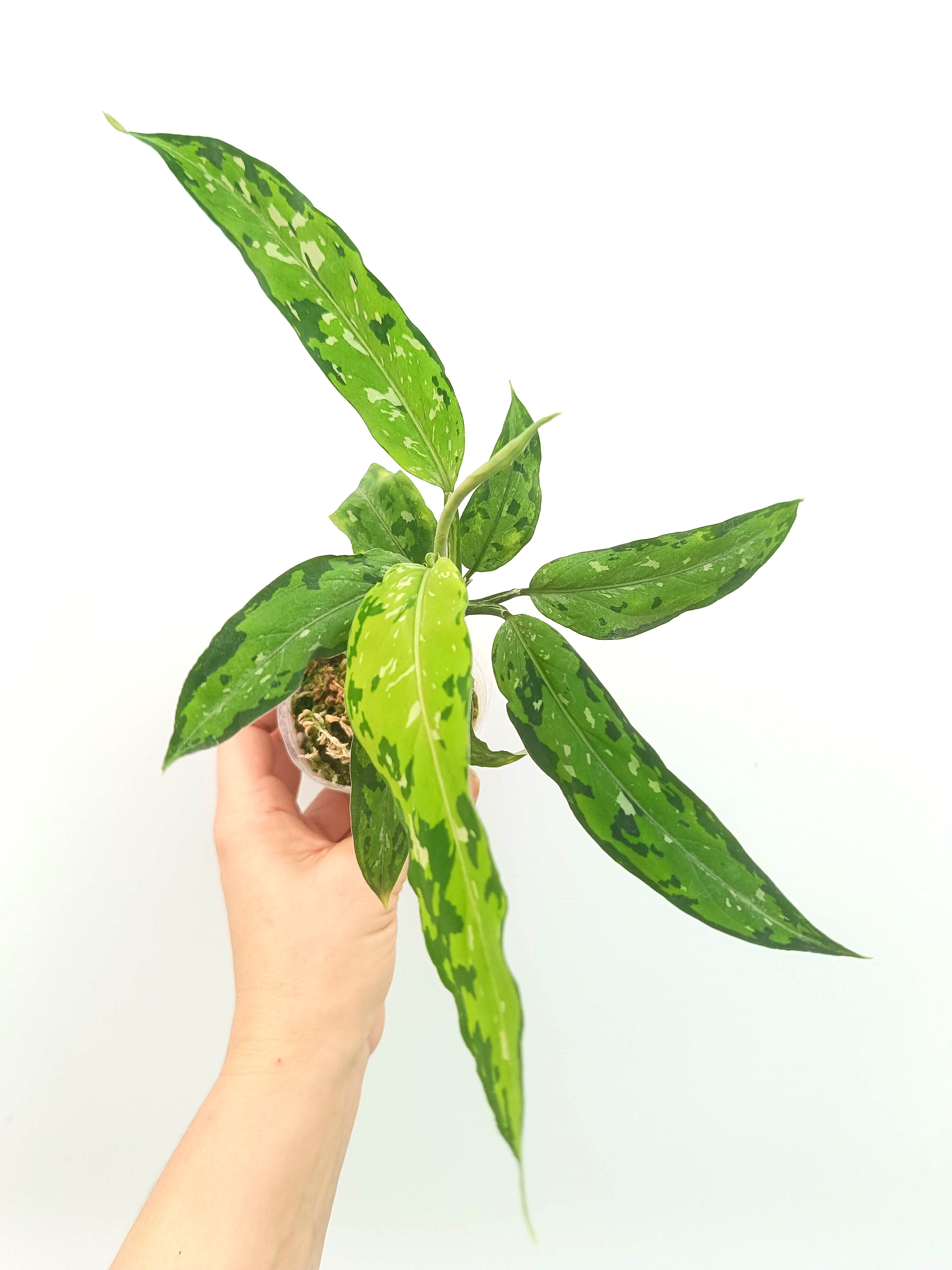 aglaonema pictum tricolor form 1 Aglaonema pictum tricolor Star & Spot
