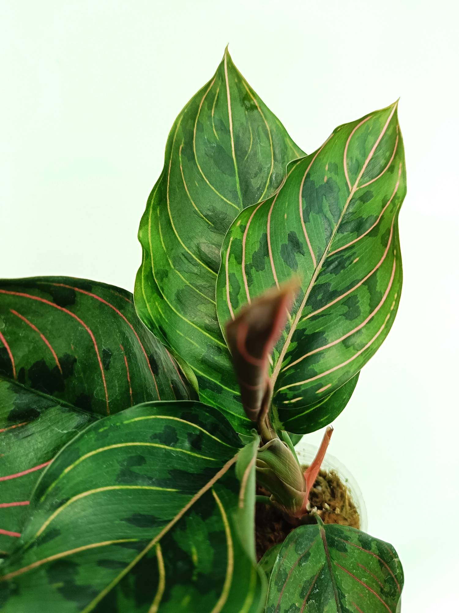 aglaonema army suroso Aglaonema red army