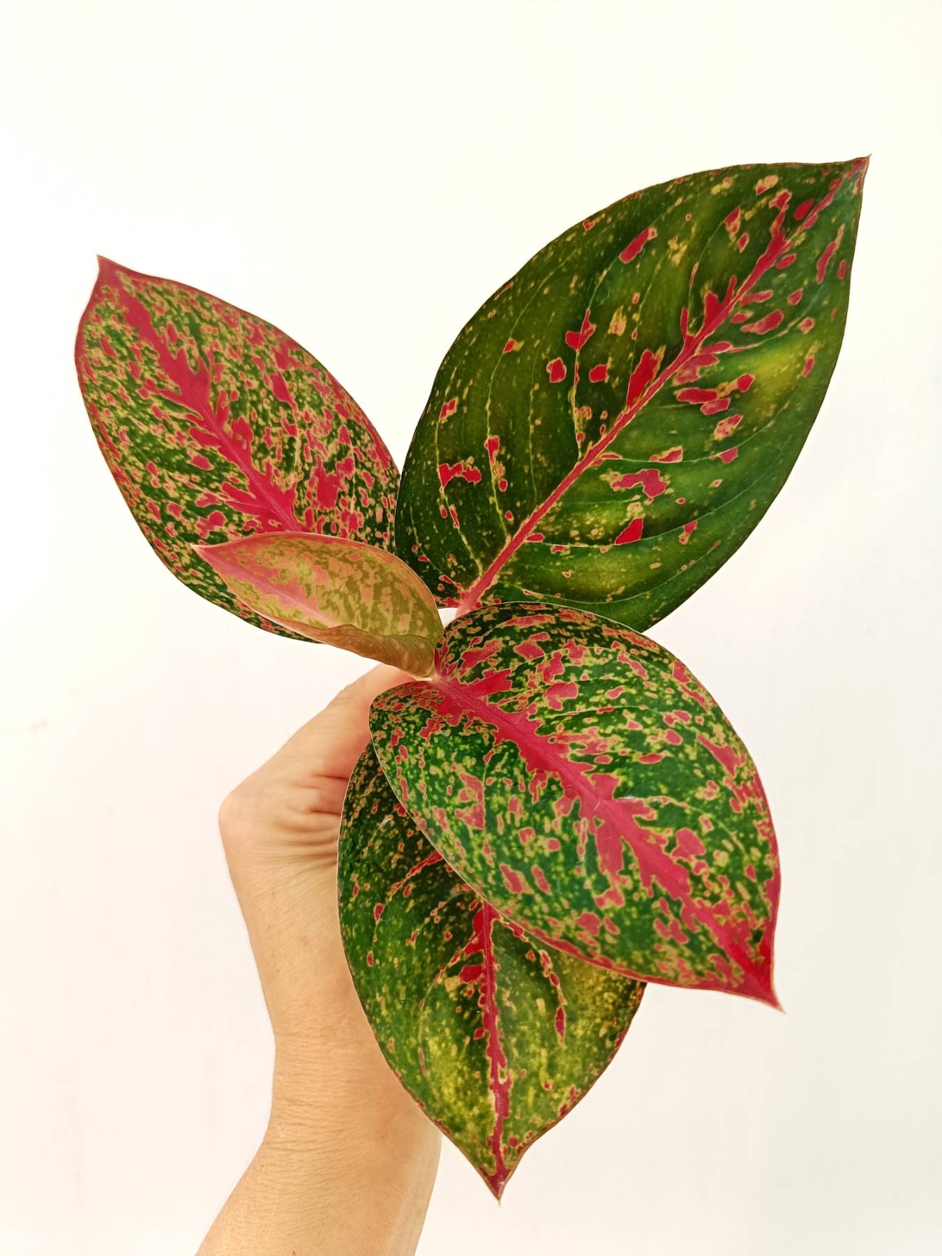 aglaonema enferma Aglaonema Anyamanee 'Phoenix'
