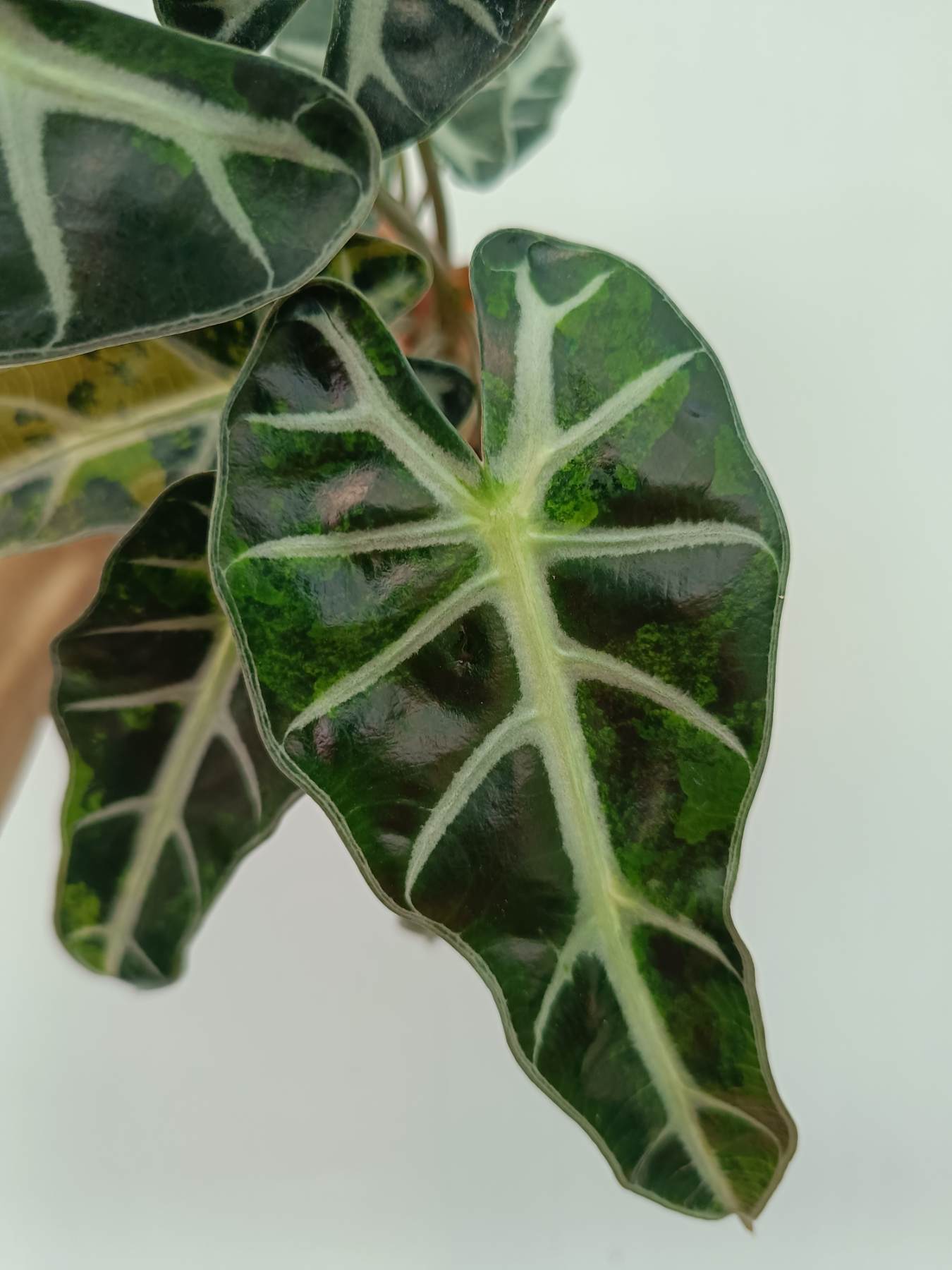 Alocasia Bambino Variegata Aurea