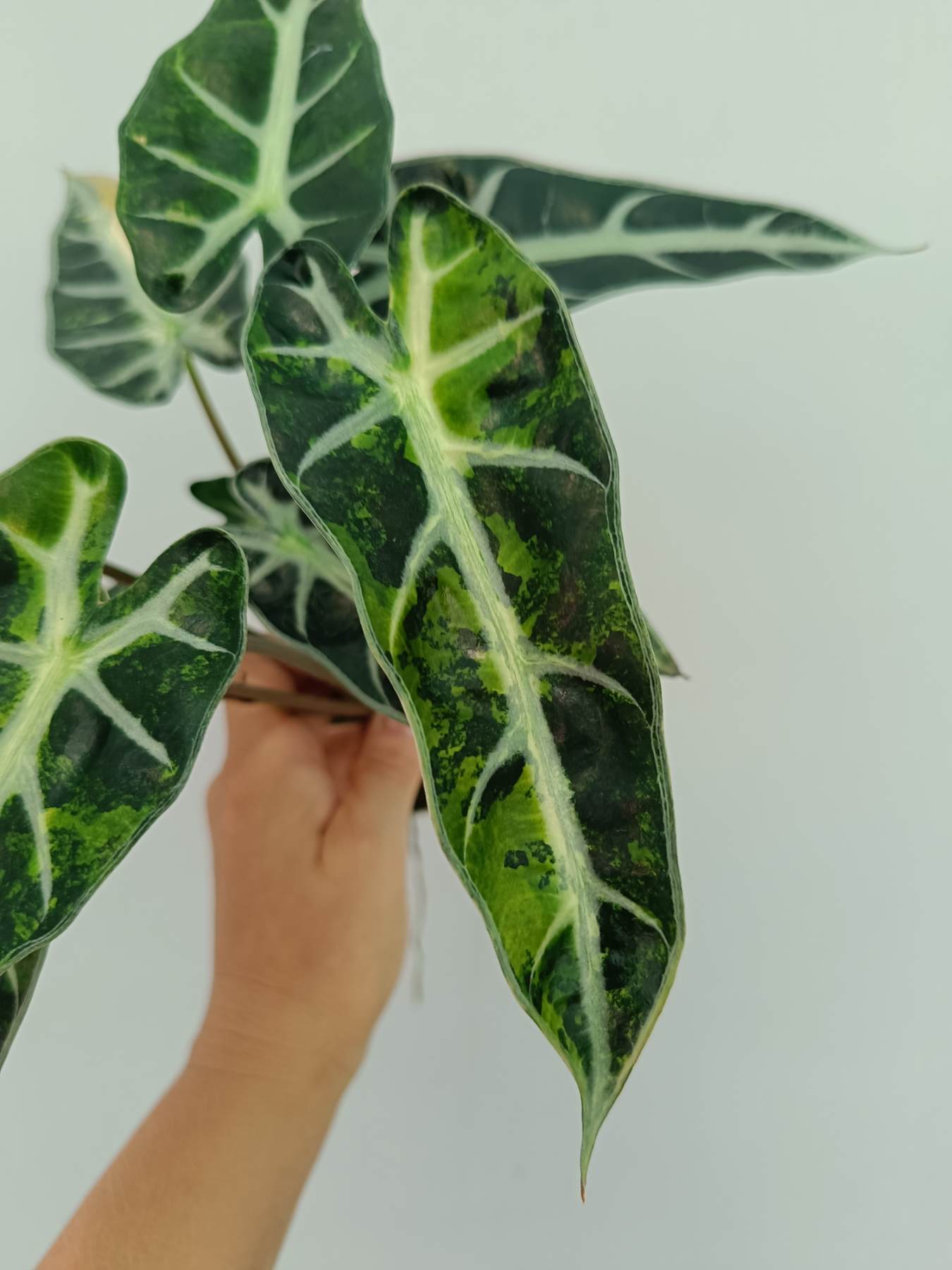 Alocasia Bambino Variegata Aurea