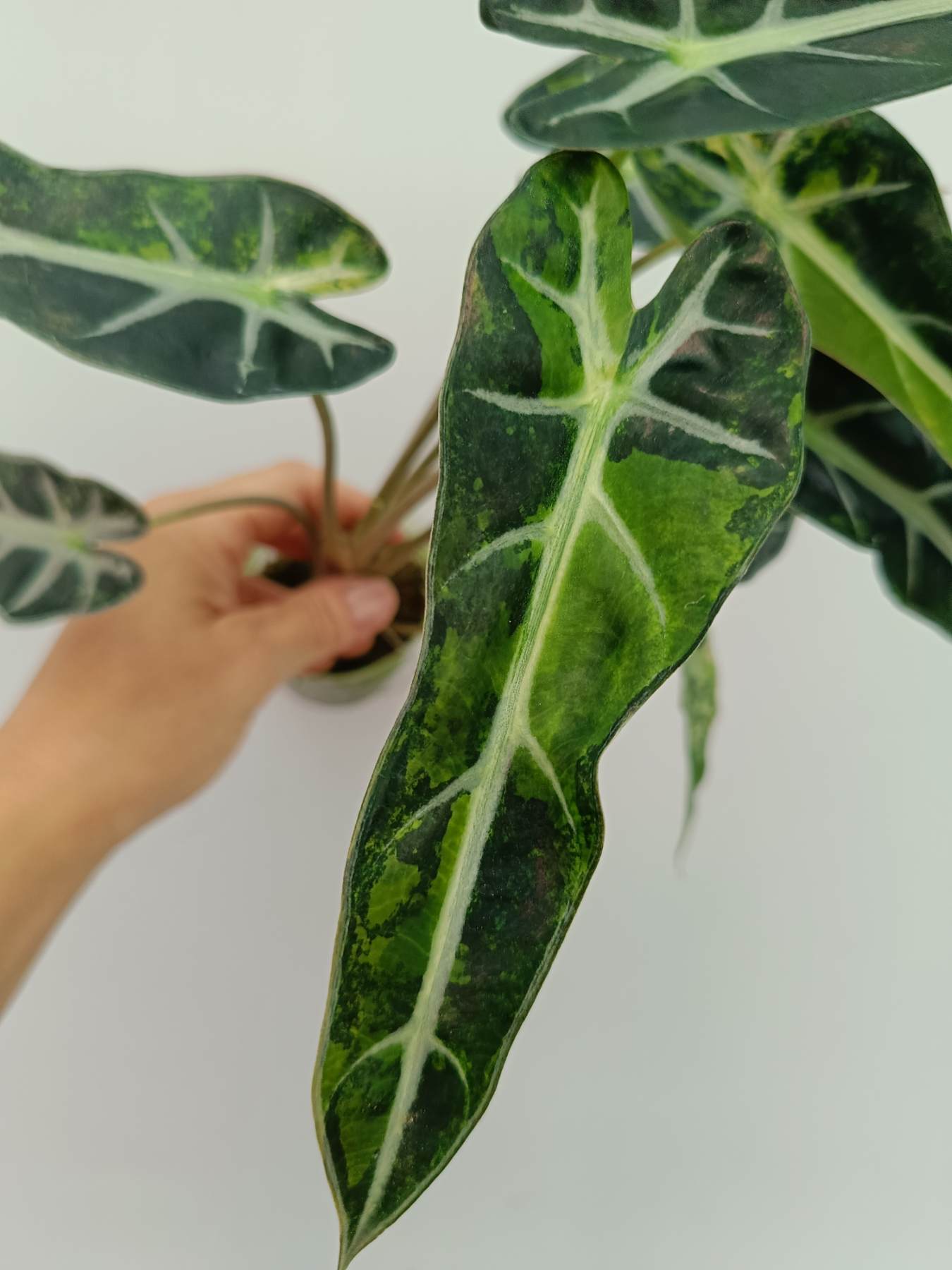 Alocasia Bambino Variegata Aurea