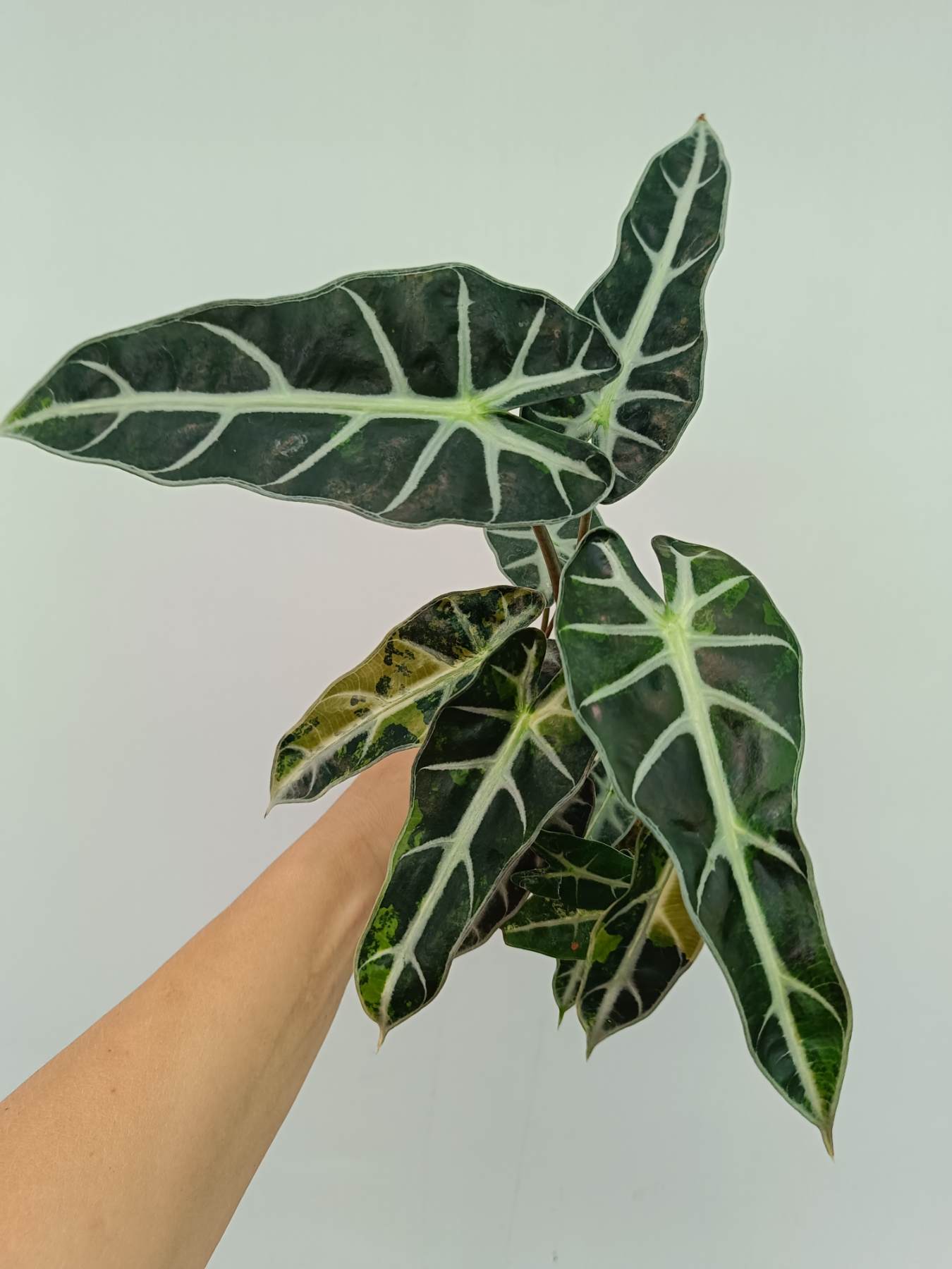 Alocasia Bambino Variegata Aurea | Welovetropicalplants