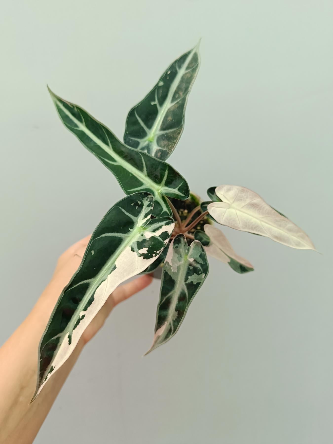 Alocasia Bambino Variegata Pink