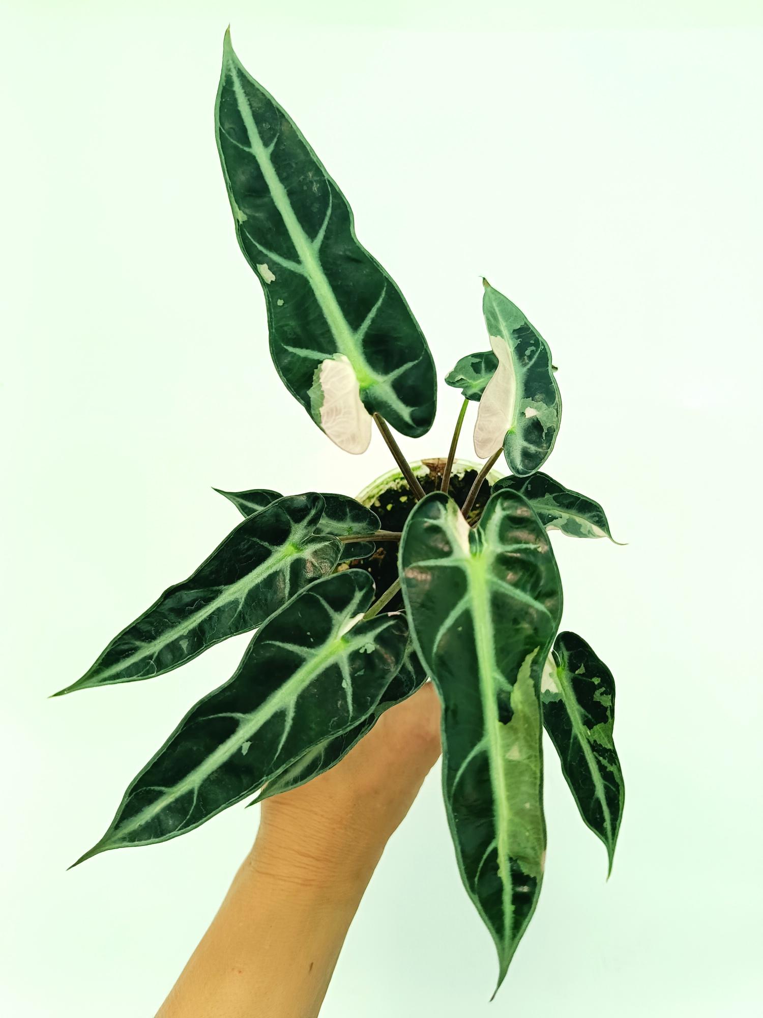 Alocasia Bambino Variegata Pink