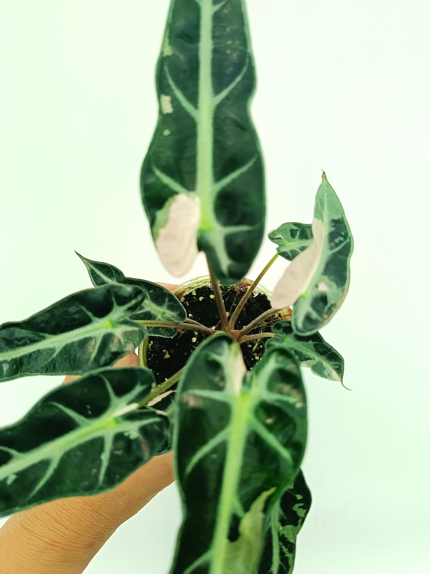 Alocasia Bambino Variegata Pink