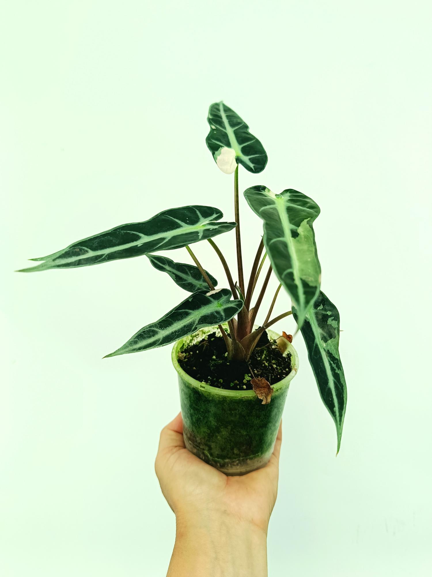 Alocasia Bambino Variegata Pink