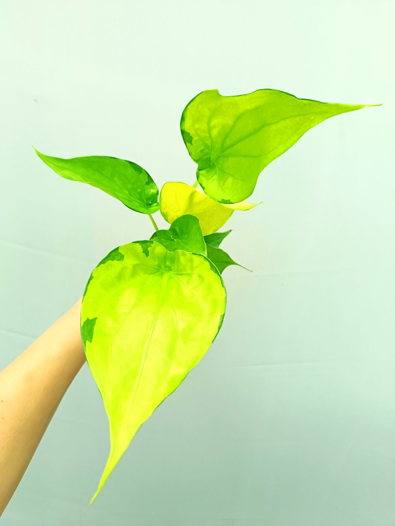 Alocasia Cucullata variegata Banana Split